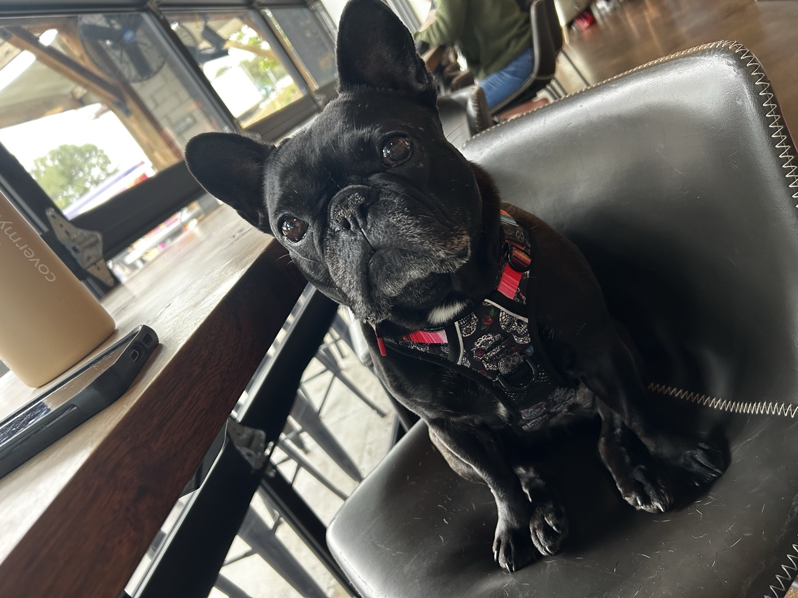 NoFo Brew Co