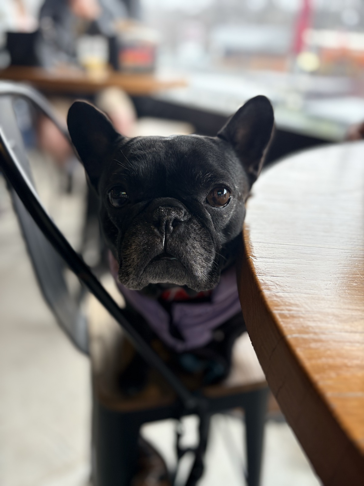 Palmer the Frenchie