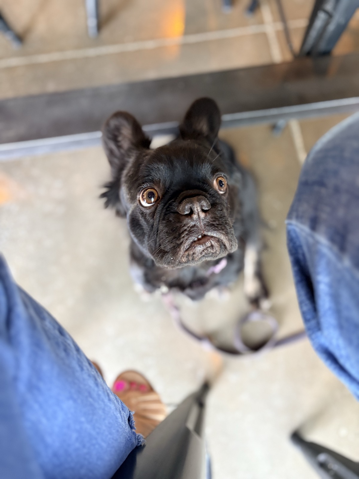 Rosie the Frenchie