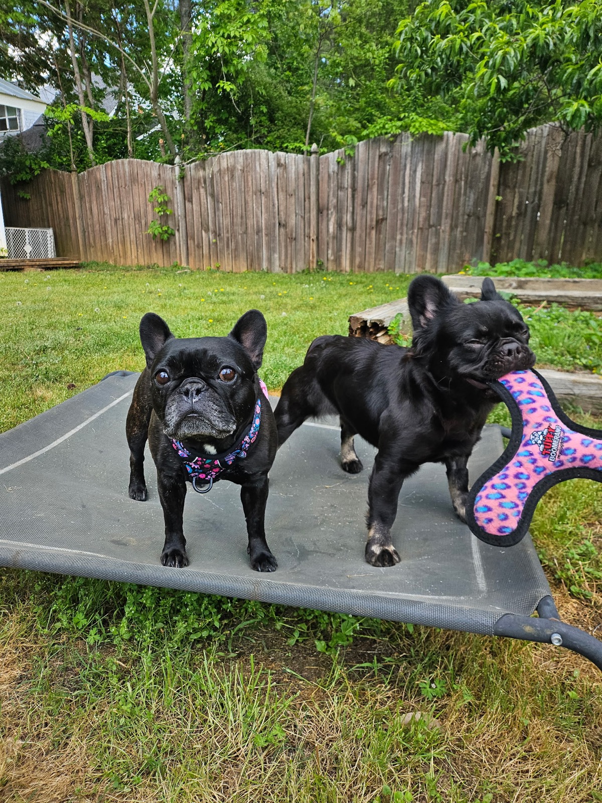 Palmer and Rosie together