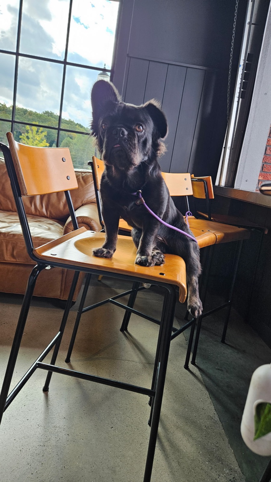 Rosie holding court on a barstool