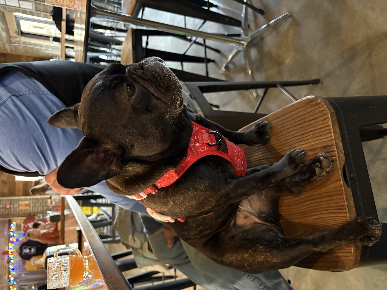 Palmer perched on a brewery chair