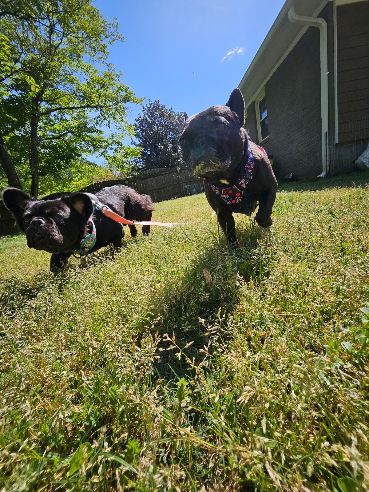 Palmer and Rosie running through the yard, headed out