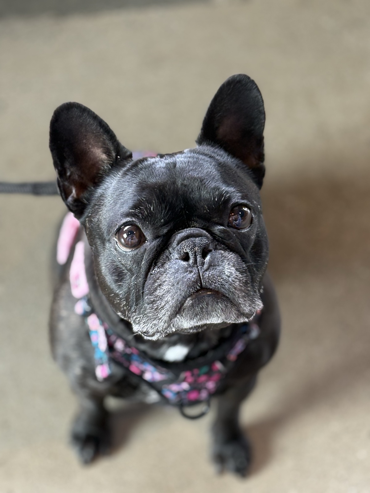 Palmer, the face of the new Frenchies on Tap website