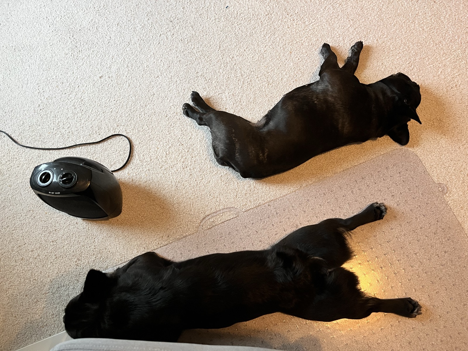 Palmer and Rosie, fully off duty