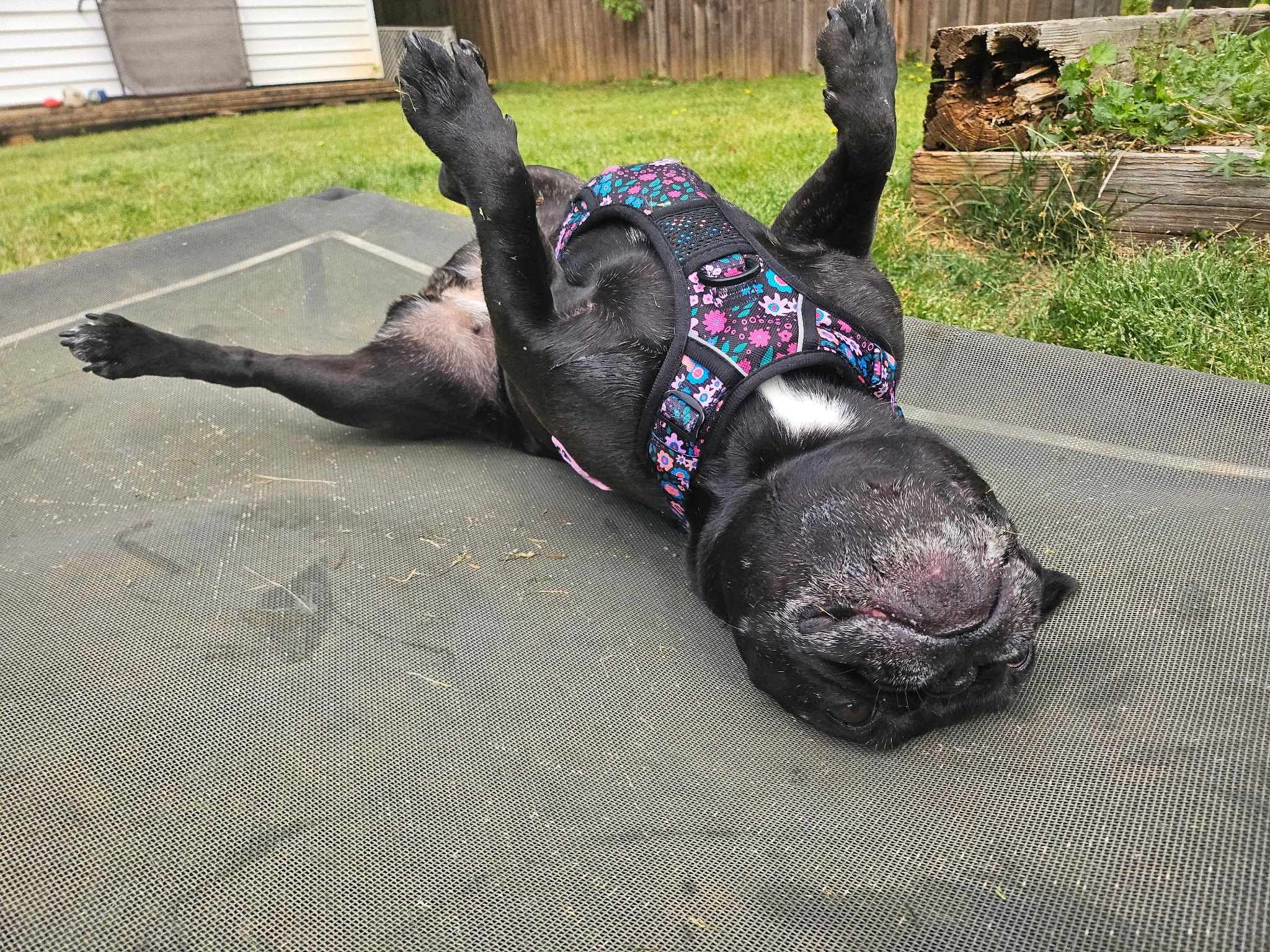 Palmer belly-up on her backyard cot
