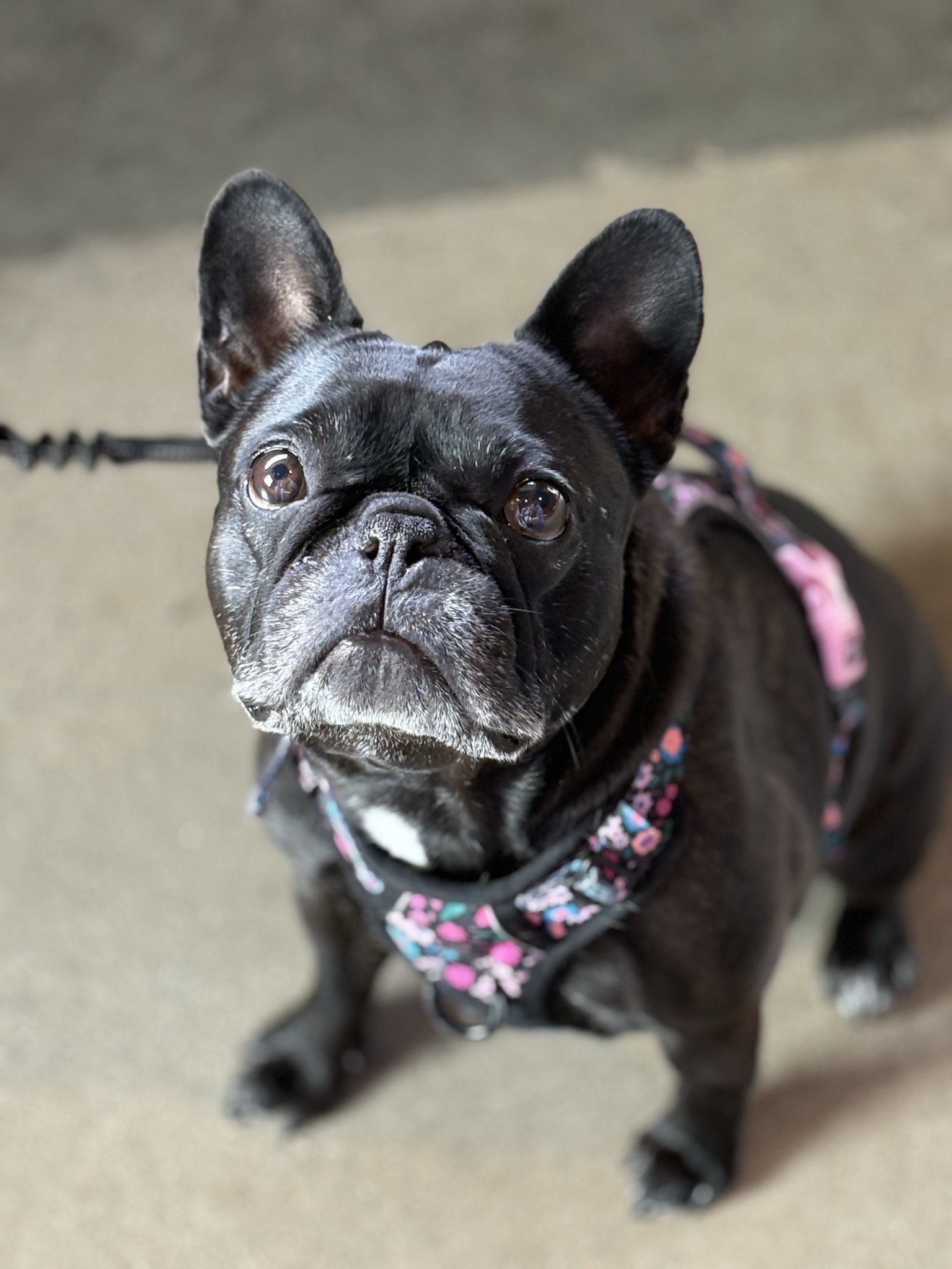 Palmer looking up from the floor in her floral harness