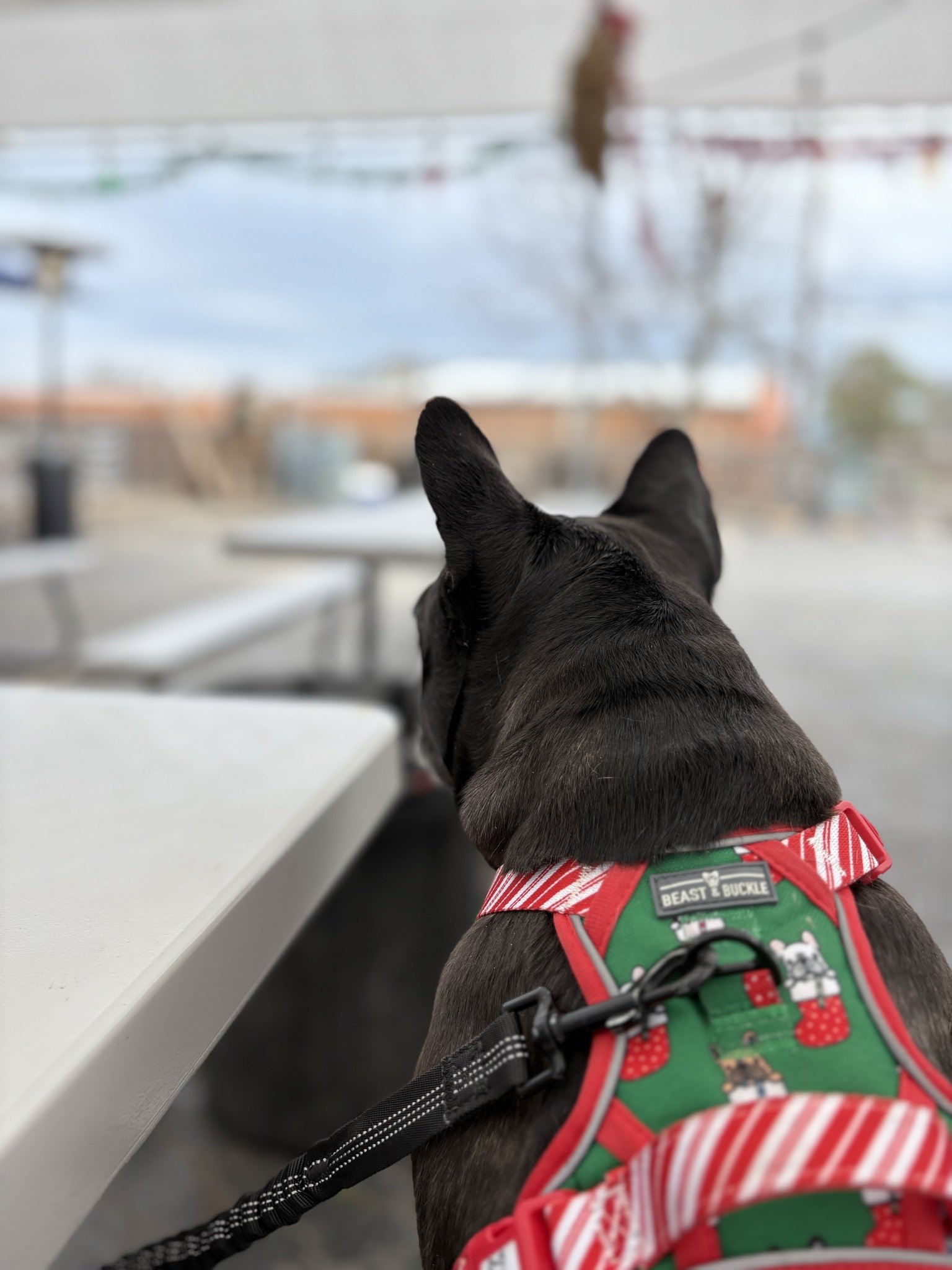 Palmer in her holiday harness, people-watching from a brewery patio
