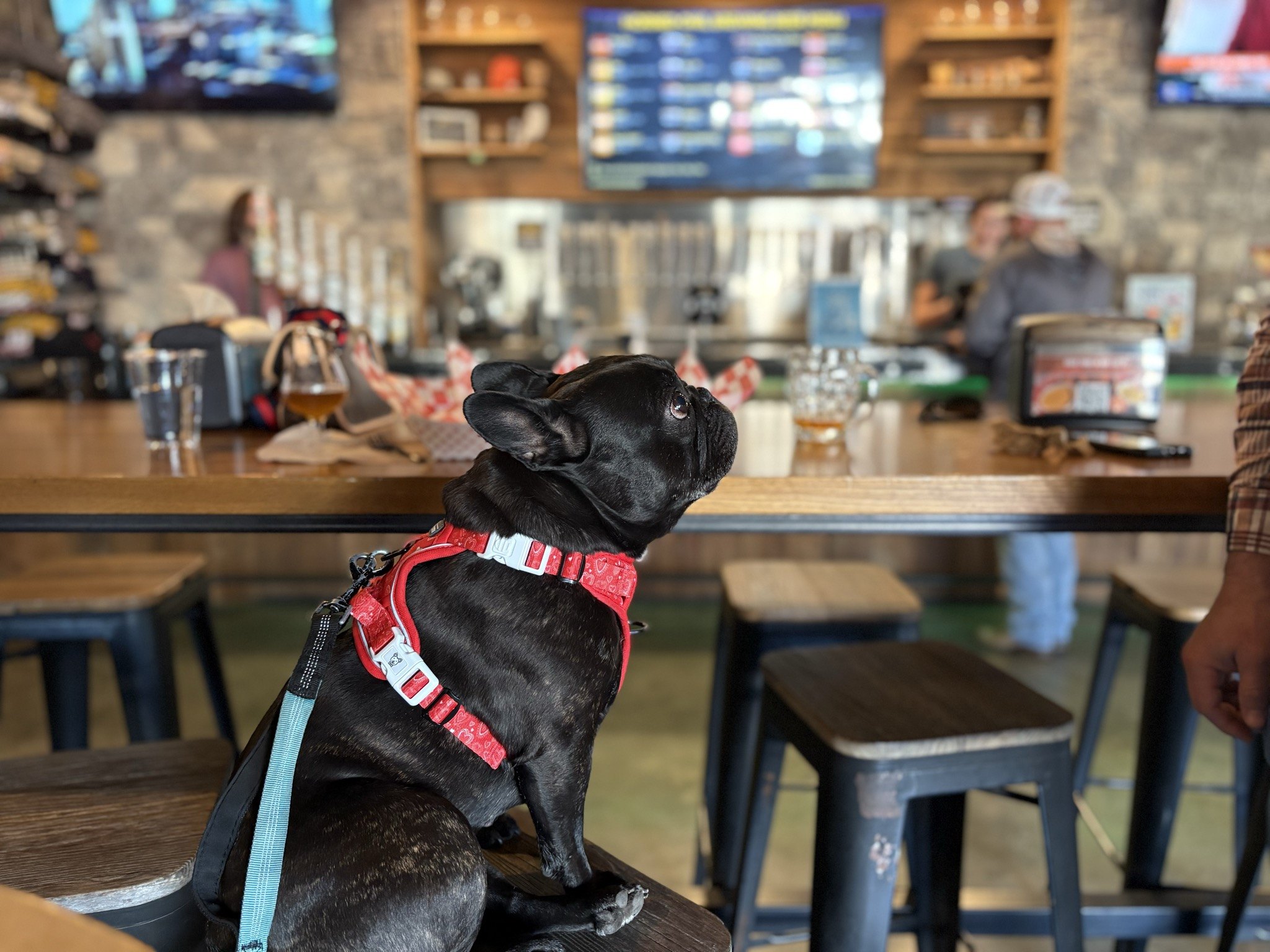 Palmer pulling up a barstool at Horned Owl Brewing