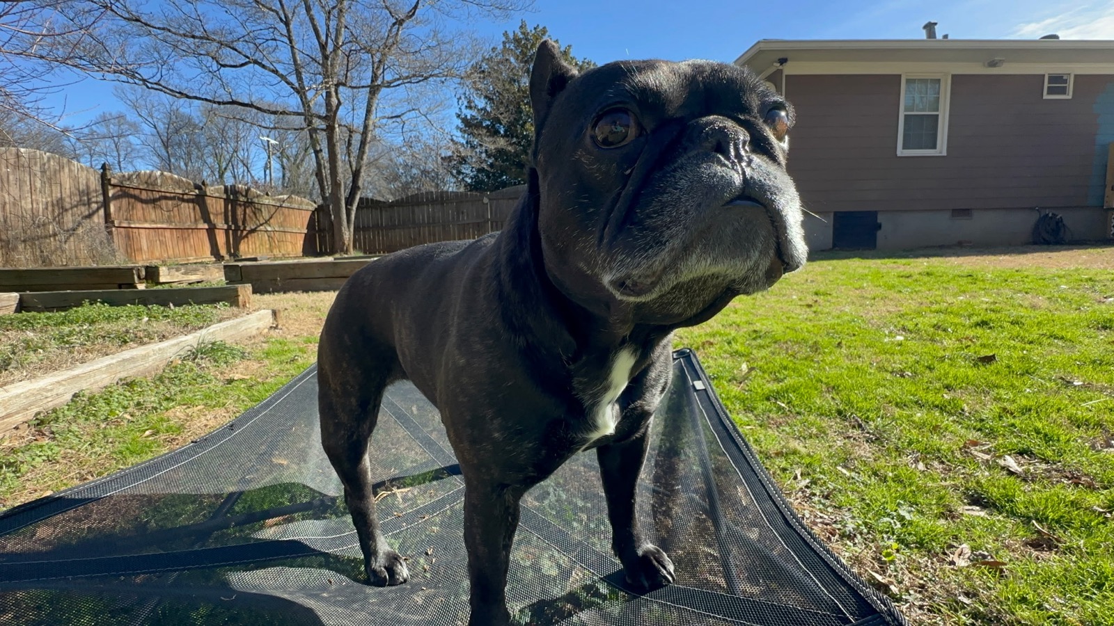 Palmer, mid-thought in the backyard