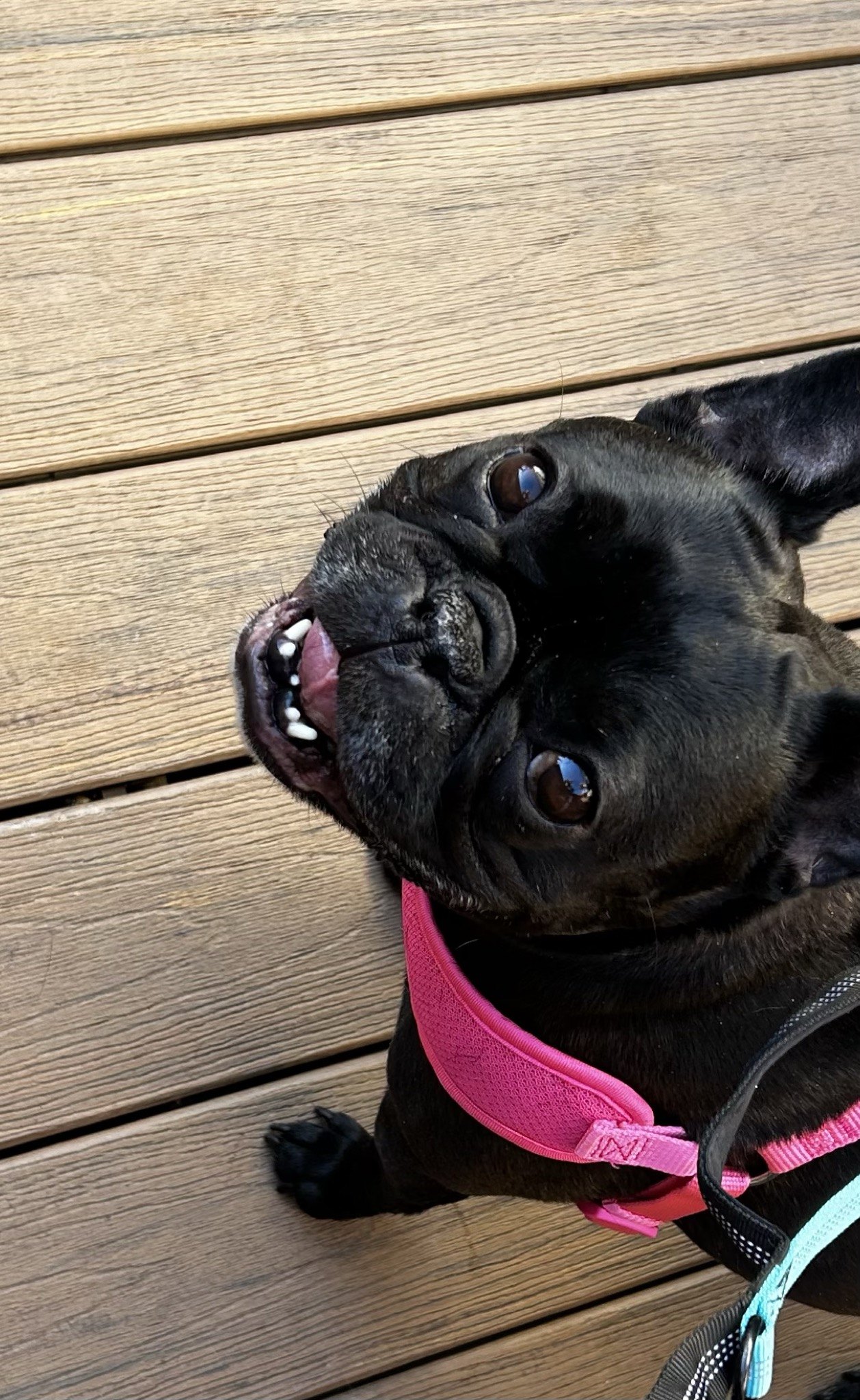 Palmer in a pink harness, tongue out, looking up for a treat