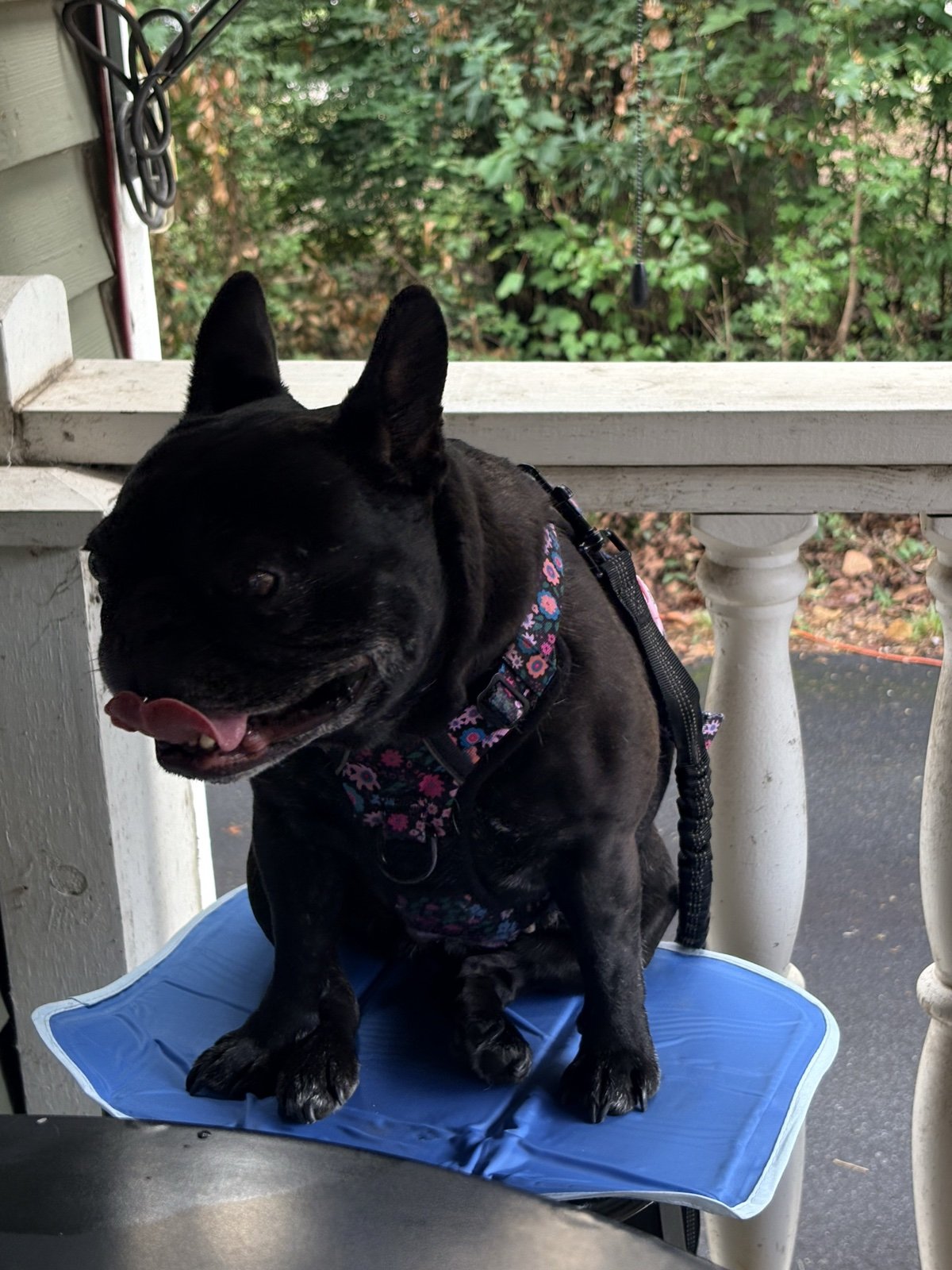 Palmer catching a breeze on the porch