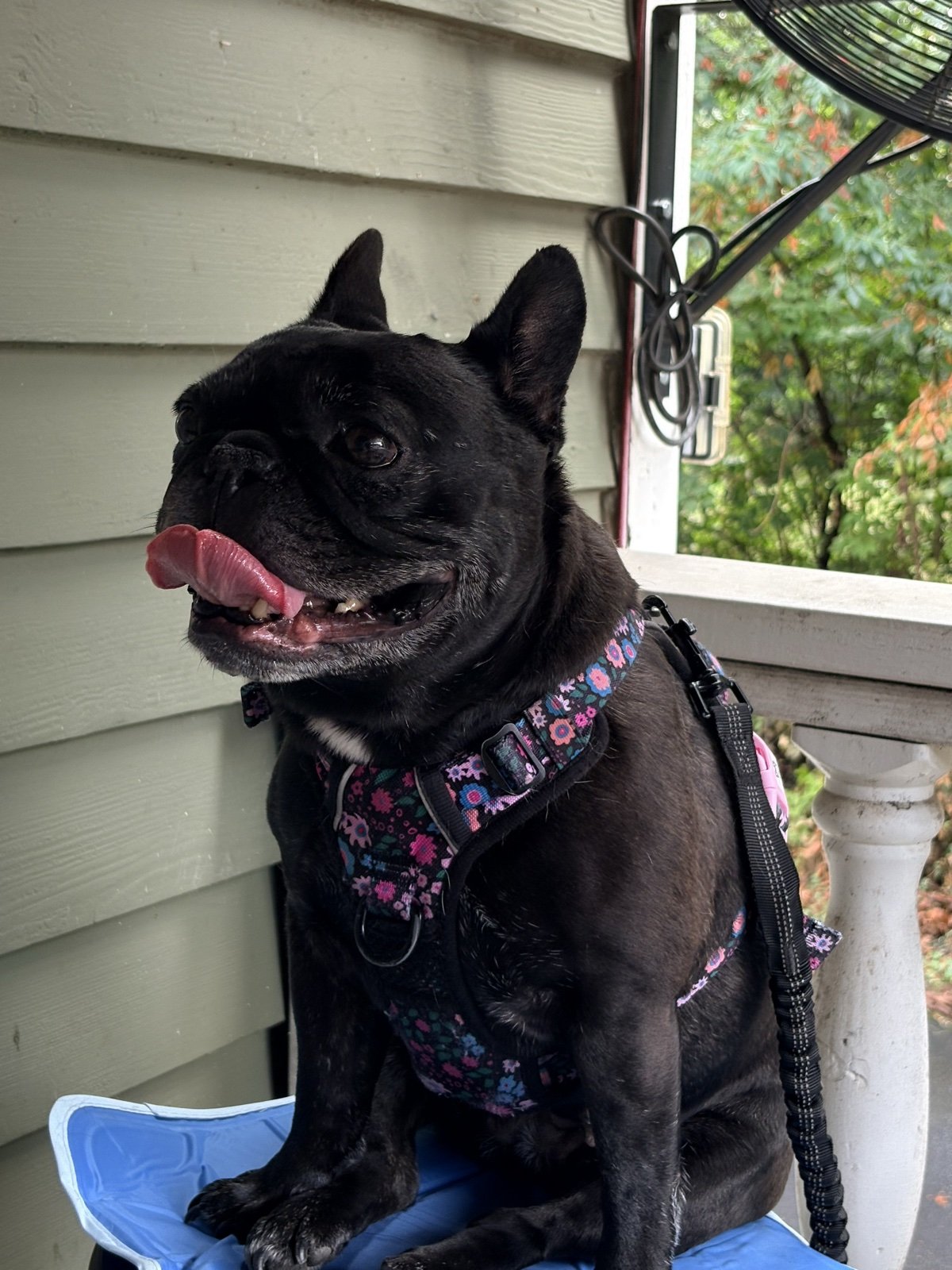 Palmer mid-lick on the porch