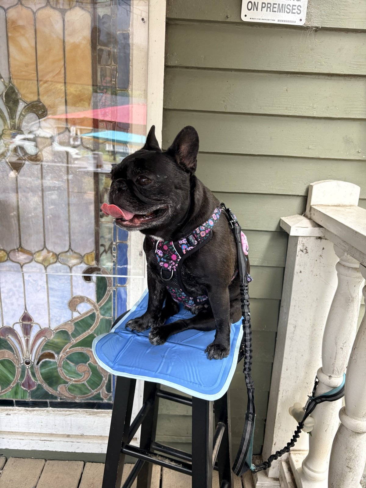 Palmer on a porch stool with her cooling mat
