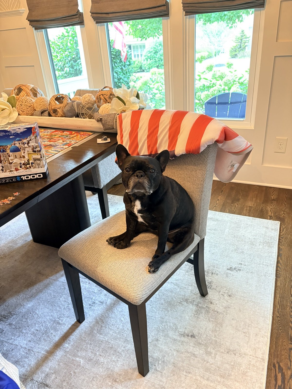Palmer on a dining chair, ready for puzzle night
