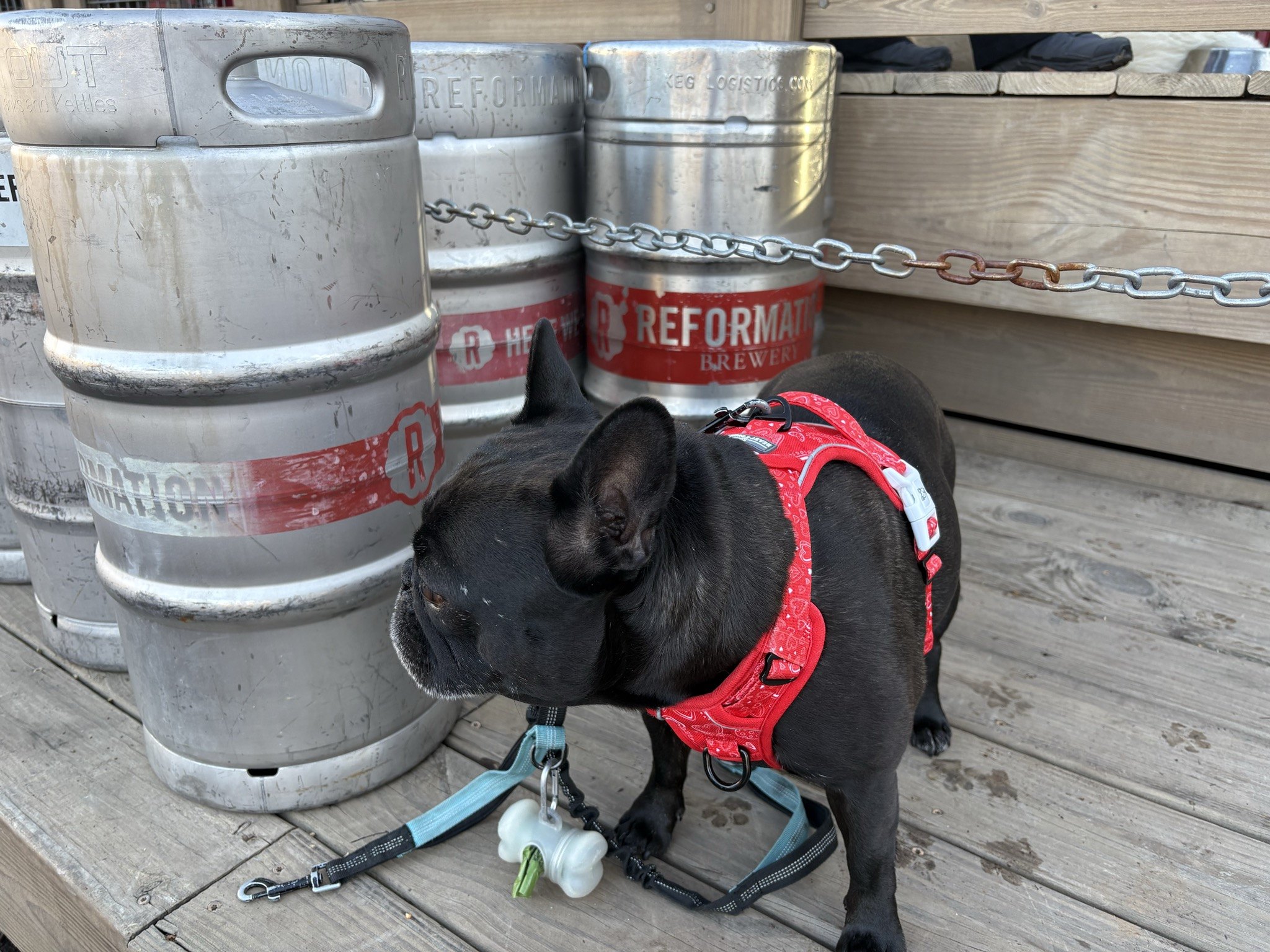 Palmer in her red harness checking out the kegs at Reformation Brewery