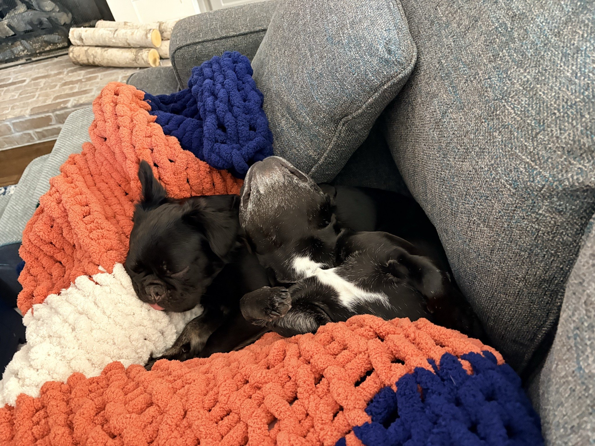 Palmer and Rosie cuddled up in a knit blanket
