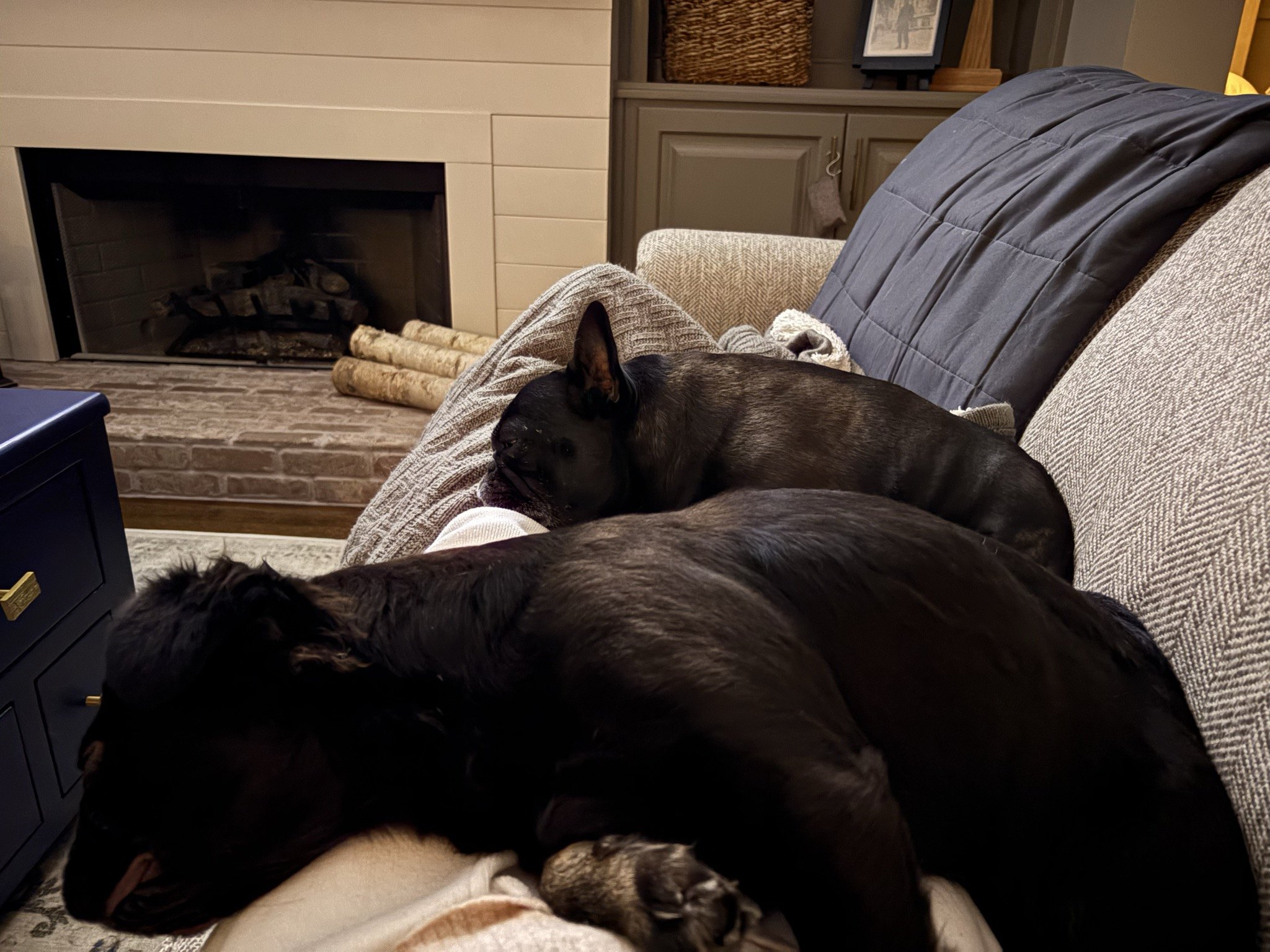 Palmer and Rosie napping on the couch by the fireplace
