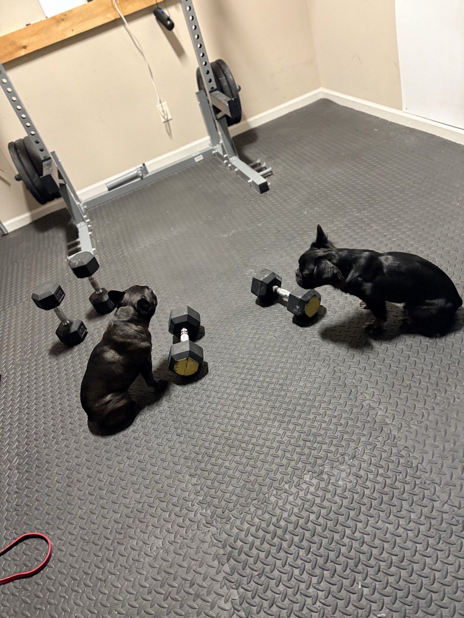 Palmer and Rosie supervising the dumbbells in the home gym