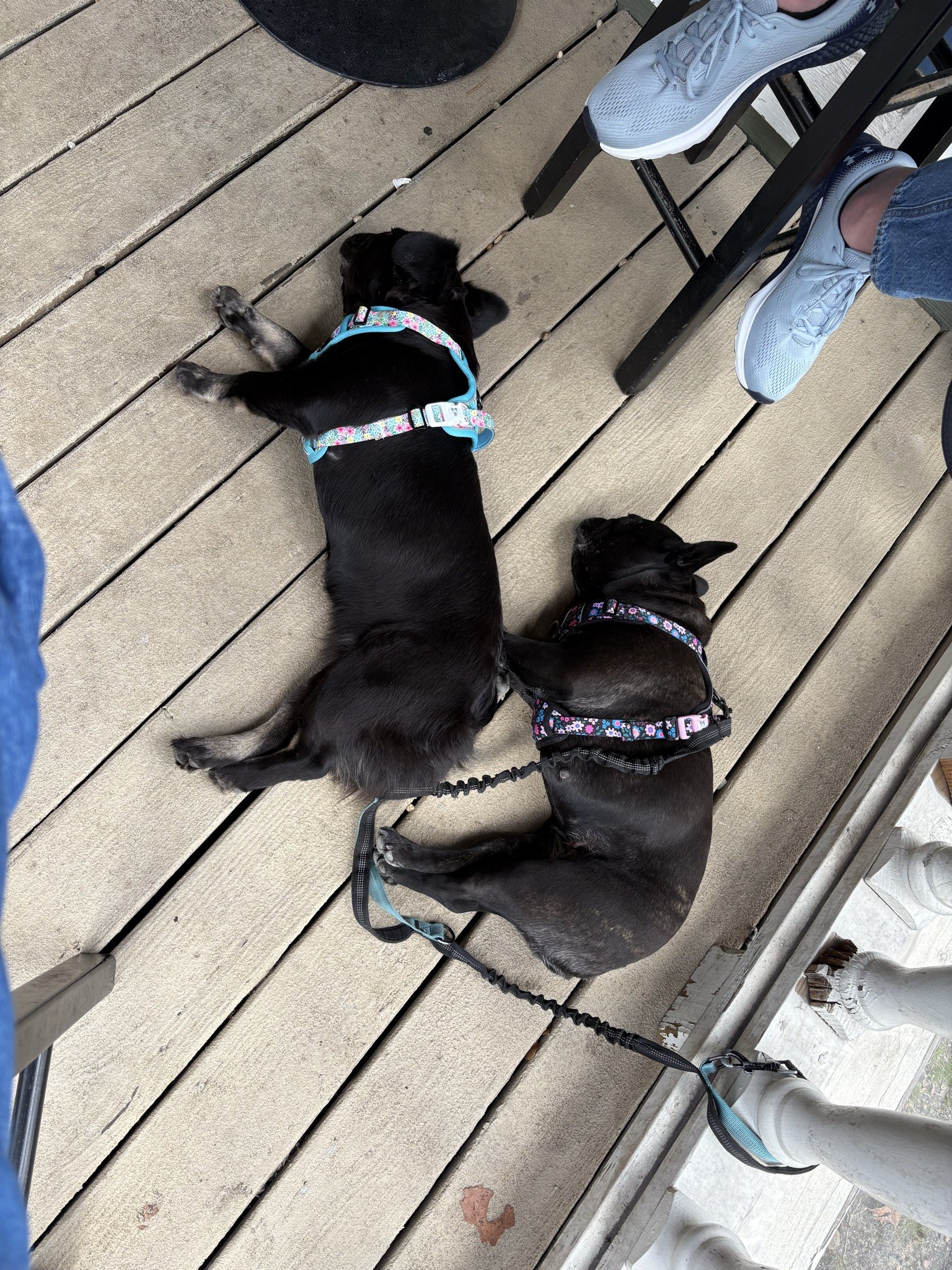 Palmer and Rosie stretched out on the deck at Lazy Guy Distillery