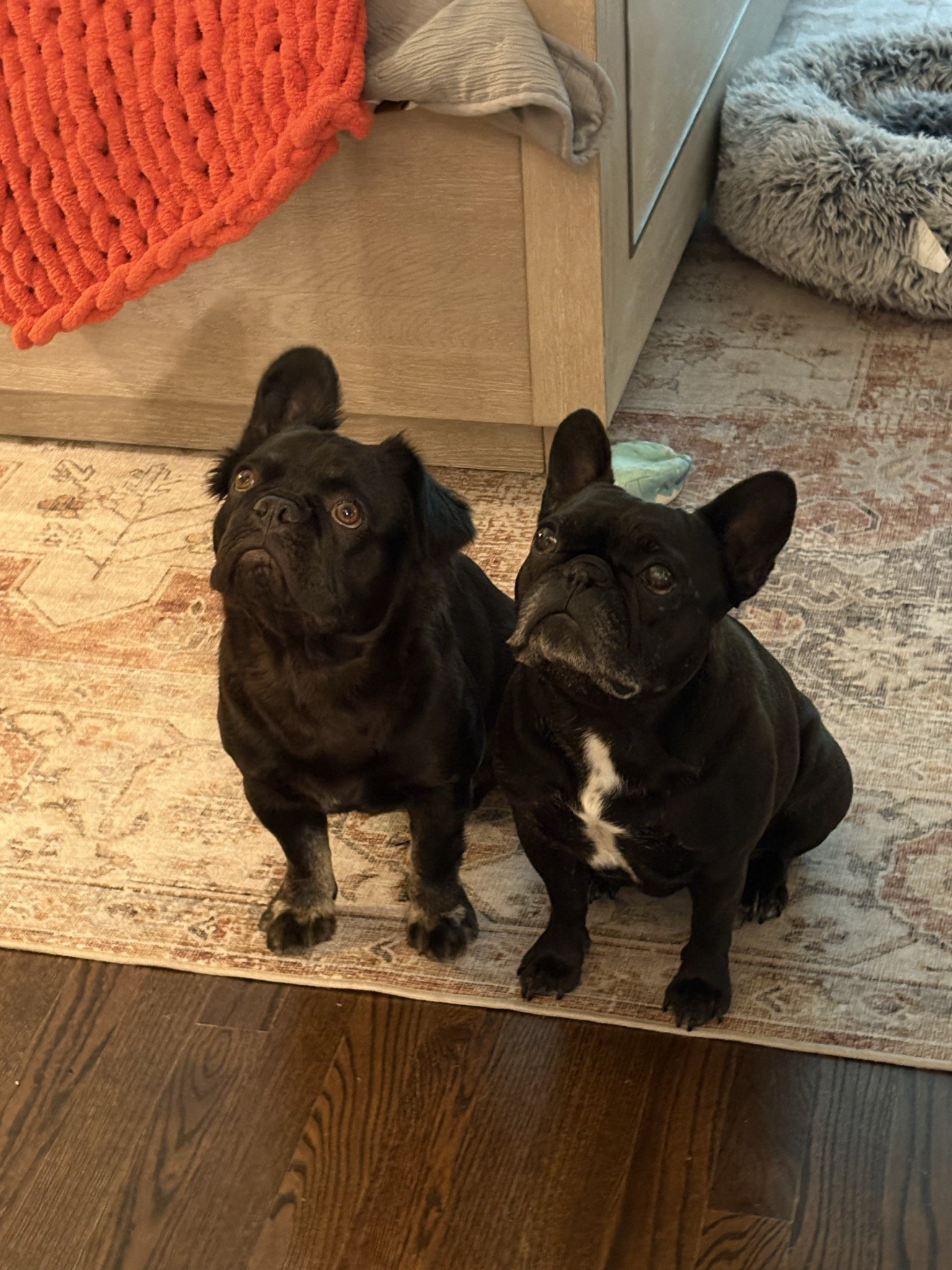 Palmer and Rosie sitting side by side, waiting on a treat