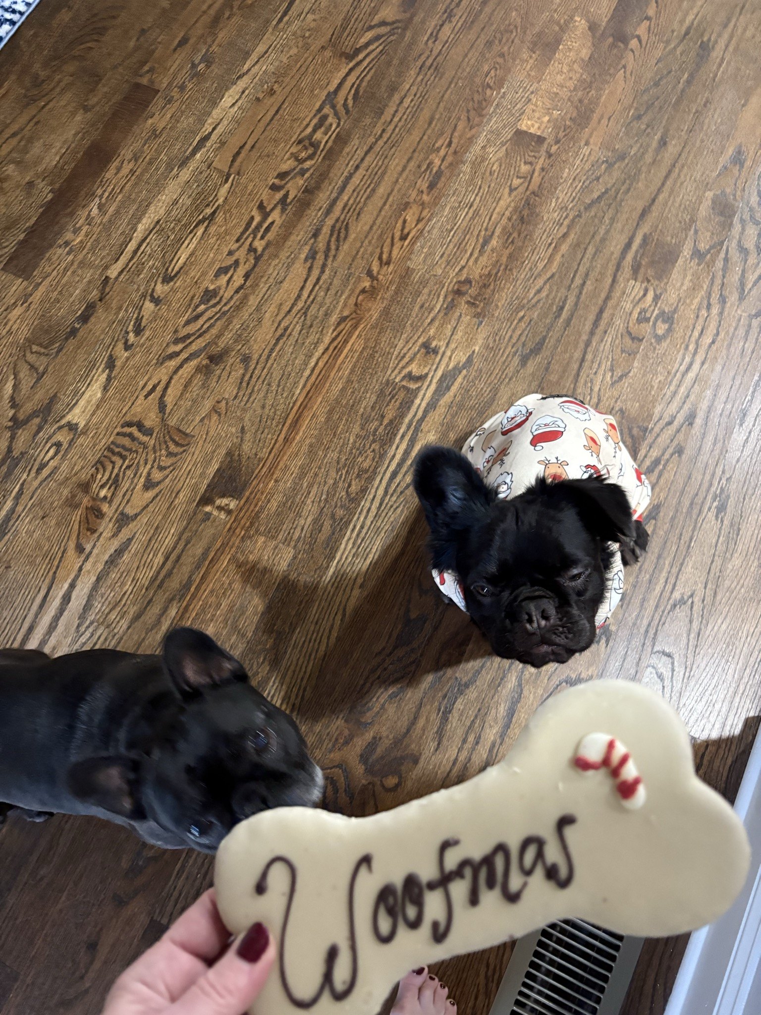 Palmer and Rosie eyeing a Woofmas cookie