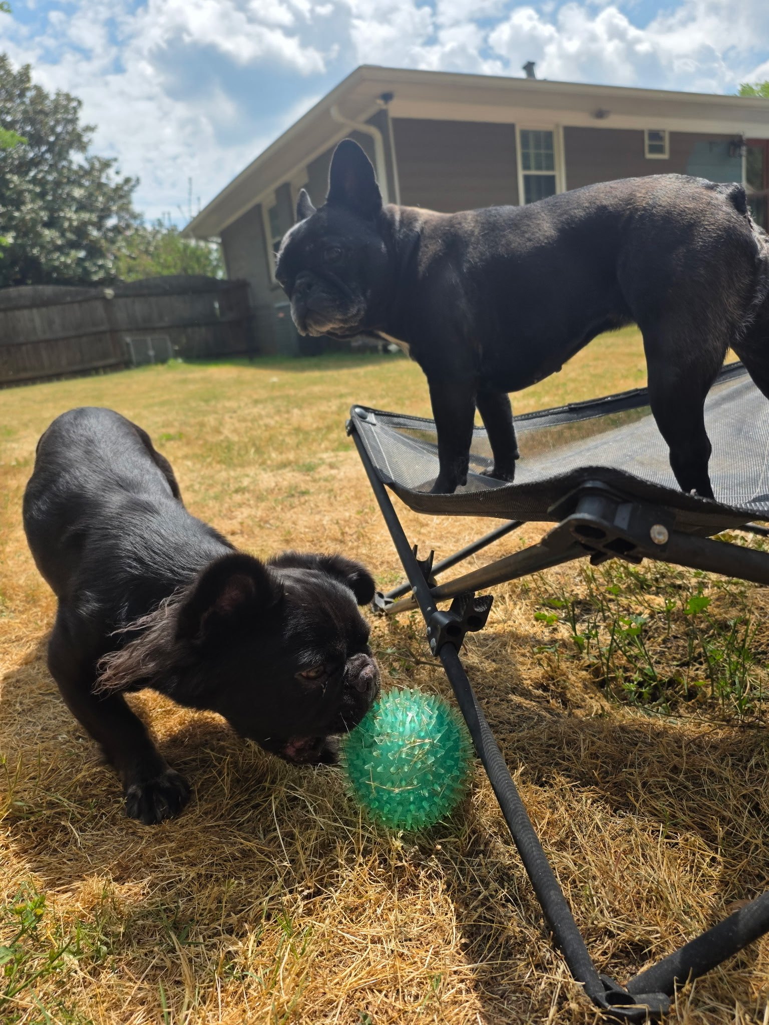Palmer and Rosie sharing the backyard cot and a green ball