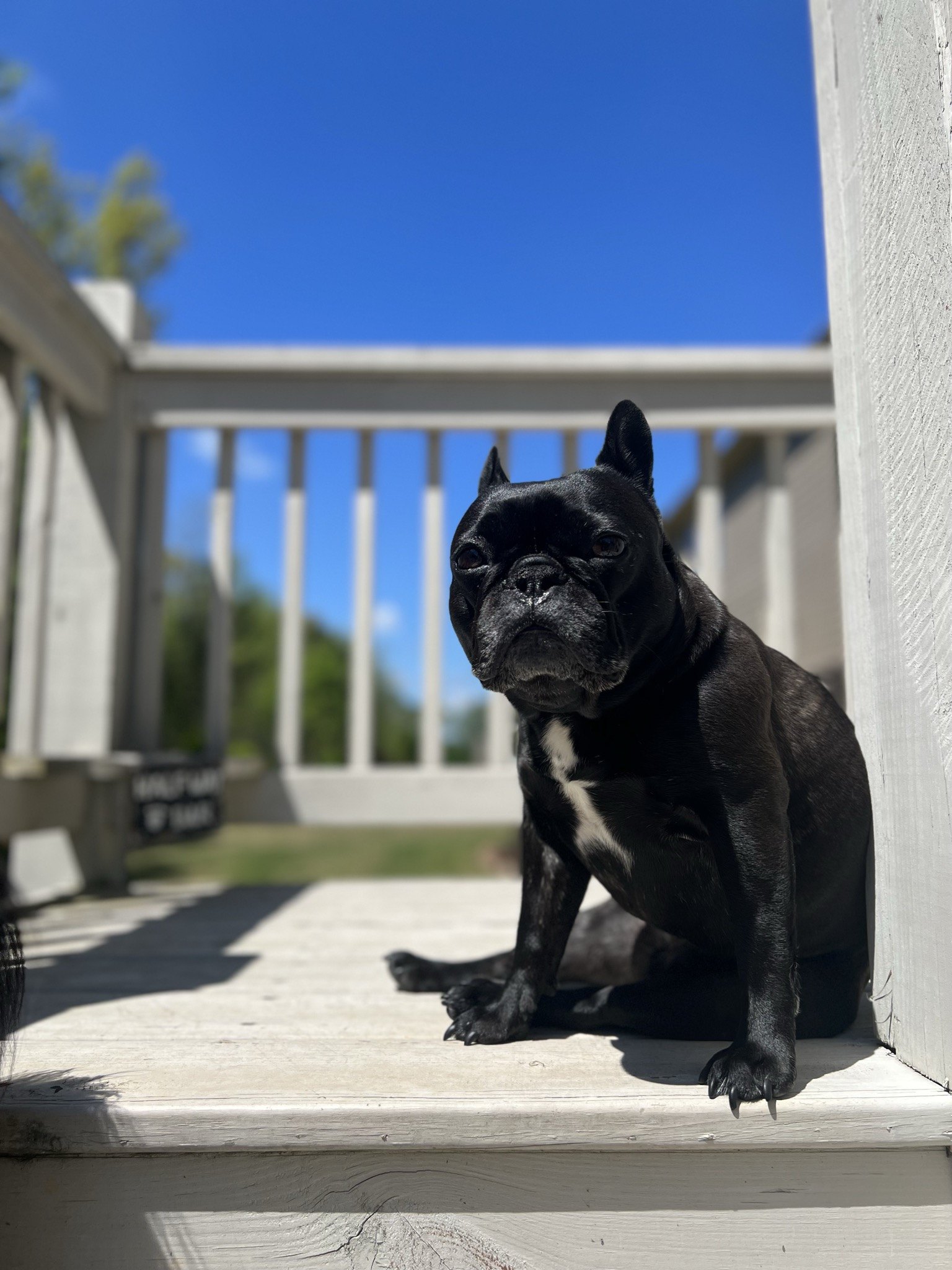 Palmer soaking up the sun on the deck