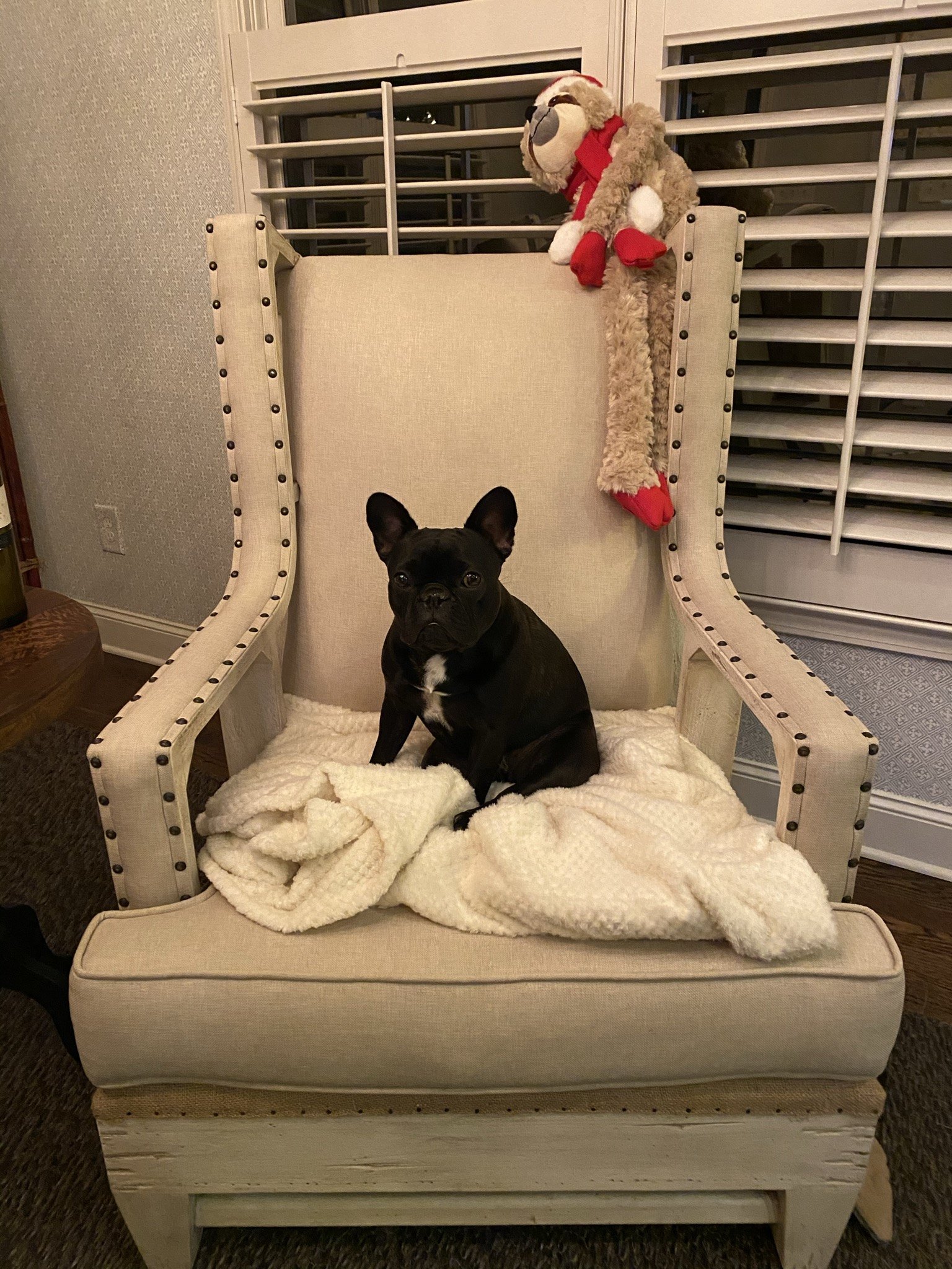 Palmer claiming the big tufted chair