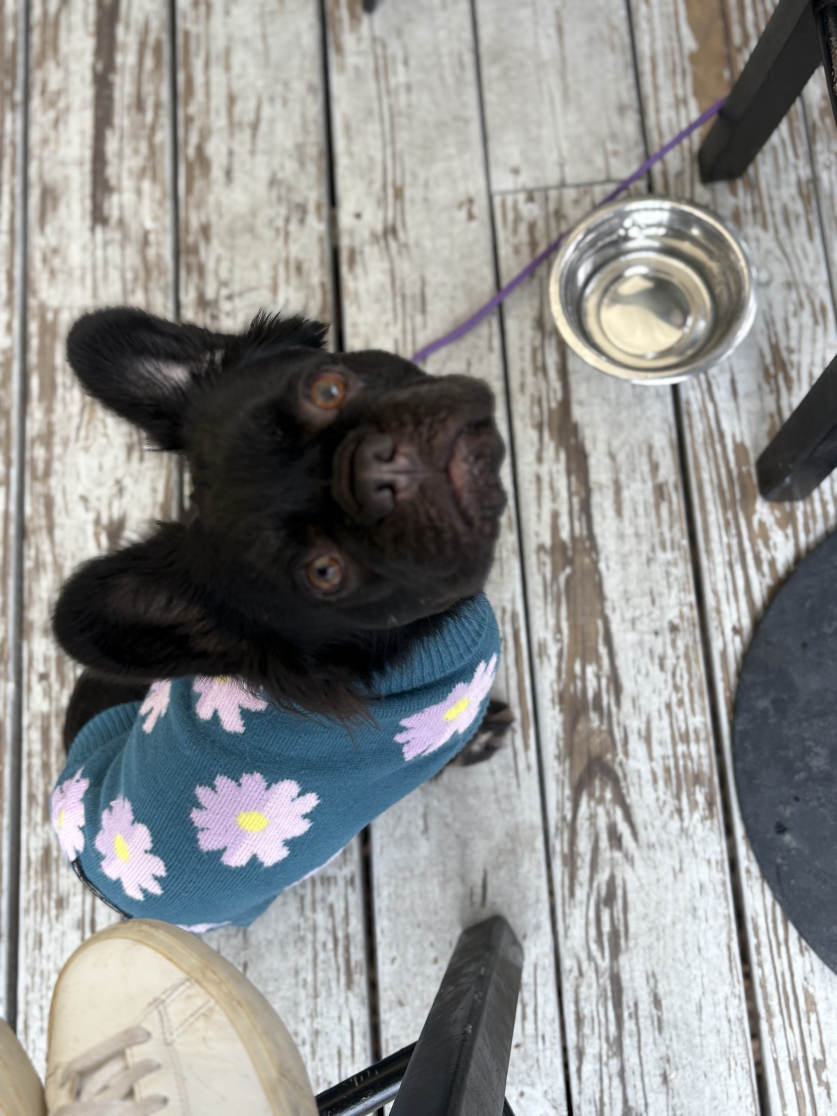 Rosie on a porch table