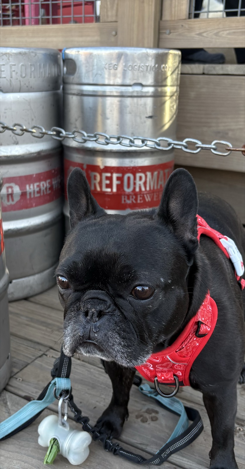 The Frenchie next to the kegs at Reformation Brewery
