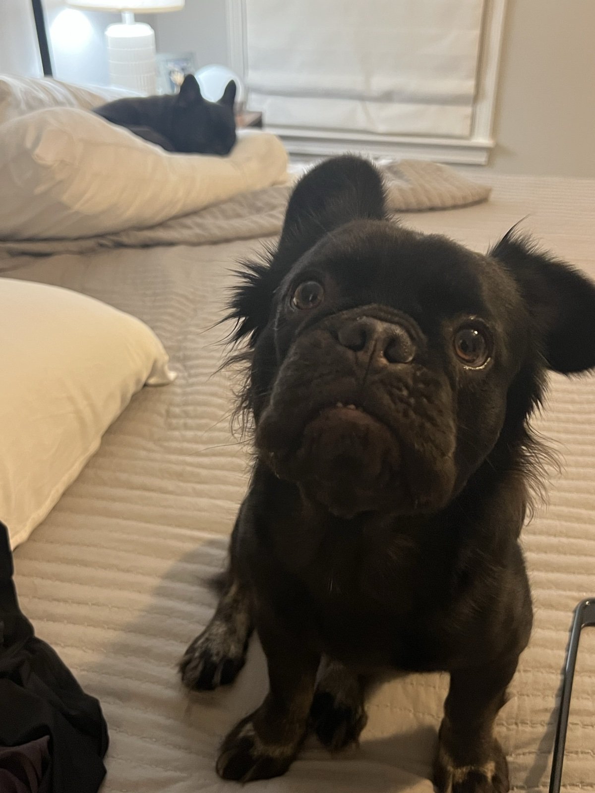 Rosie looking up from the bed, wide-eyed