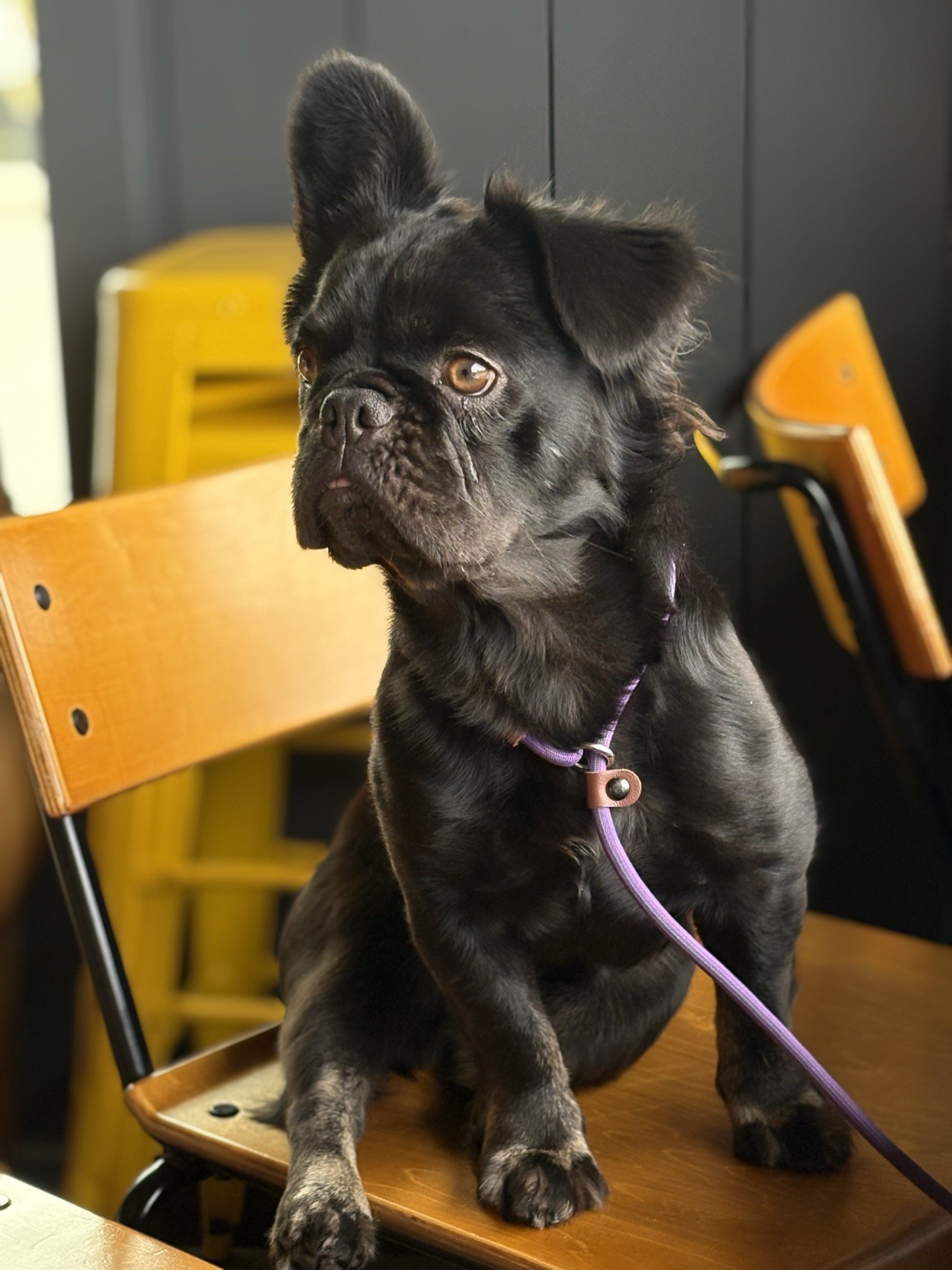 Rosie posing on a wooden chair at a brewery