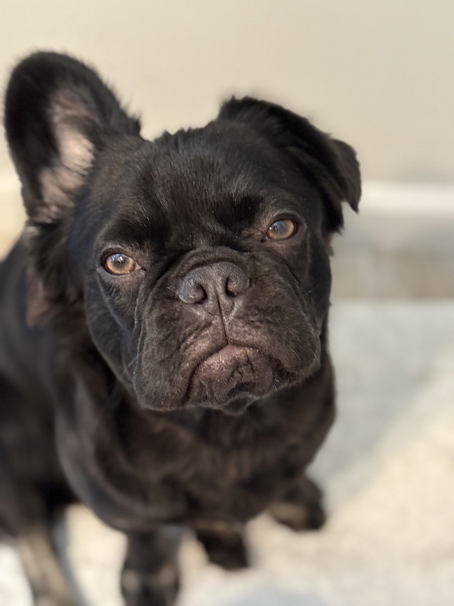 Rosie looking straight up at the camera