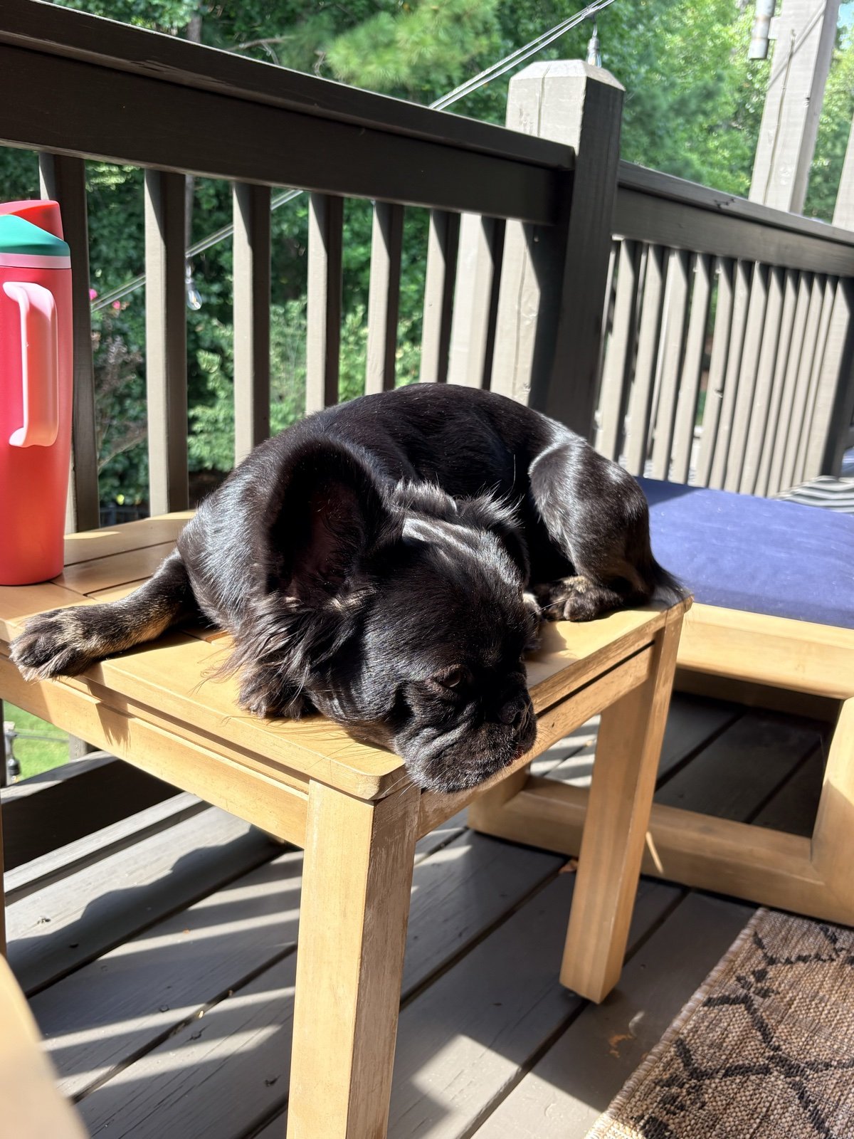 Rosie napping in the sun on the deck