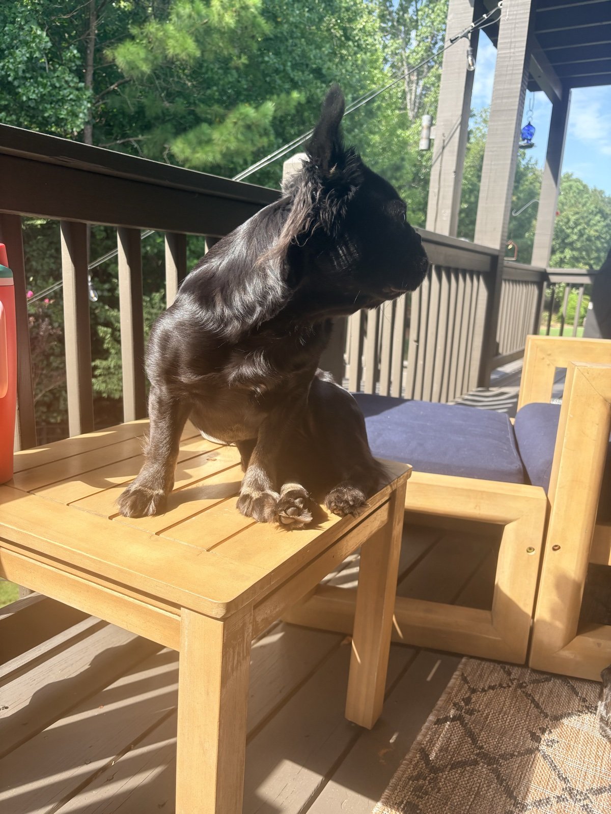 Rosie surveying the deck from a side table