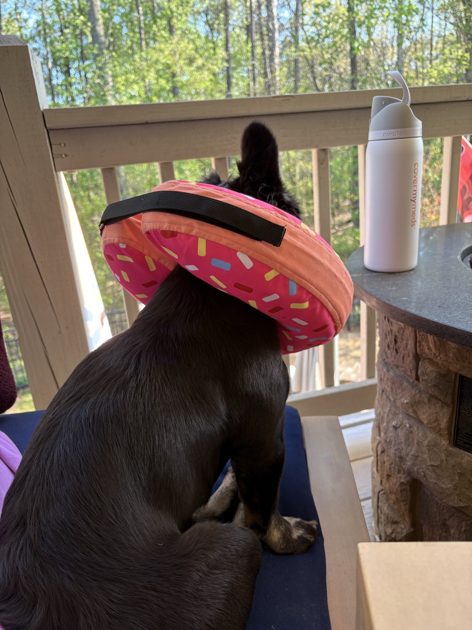 Rosie wearing a donut pillow on the porch