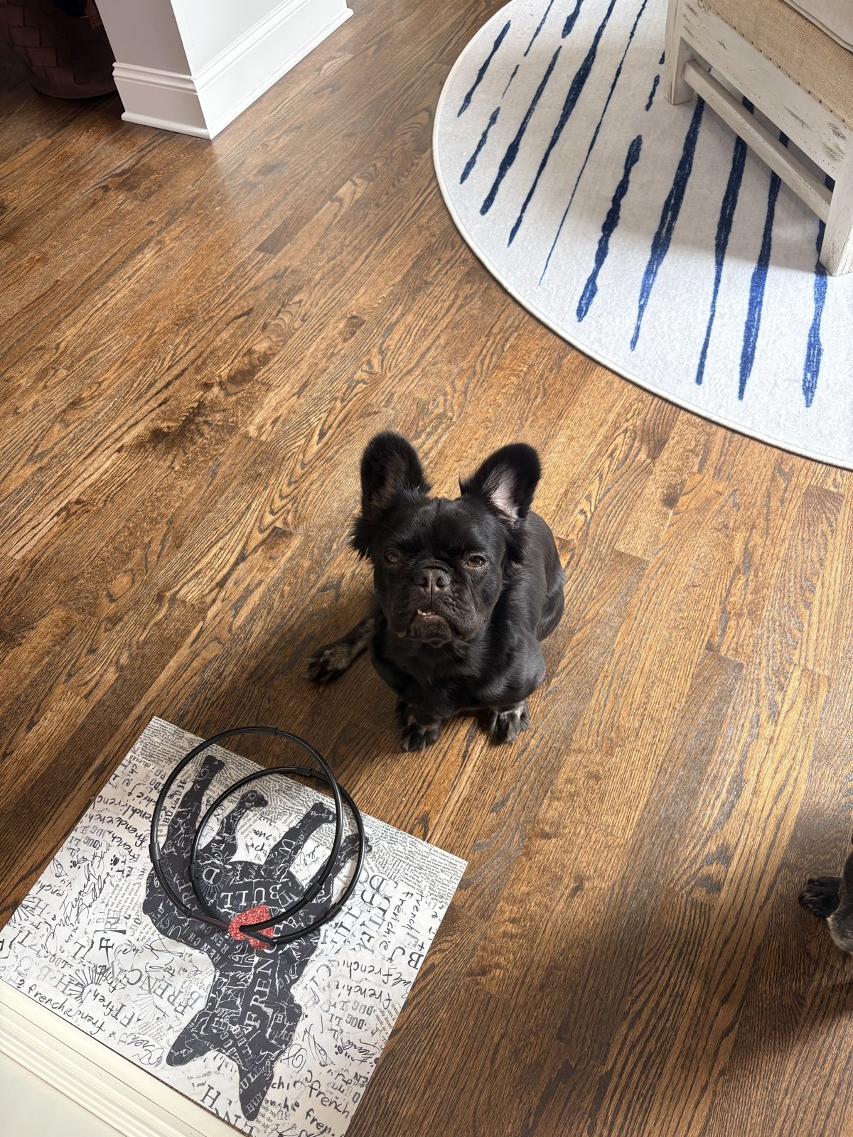 Rosie sitting at attention on the hardwood