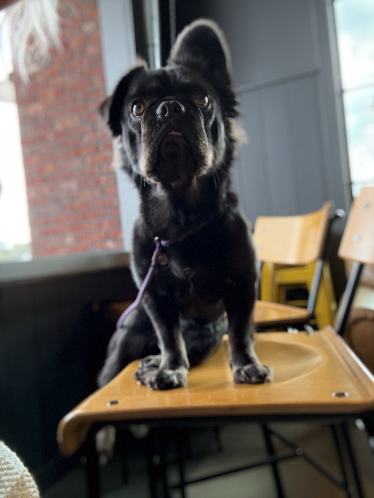 Rosie giving the full stare from a cafe table