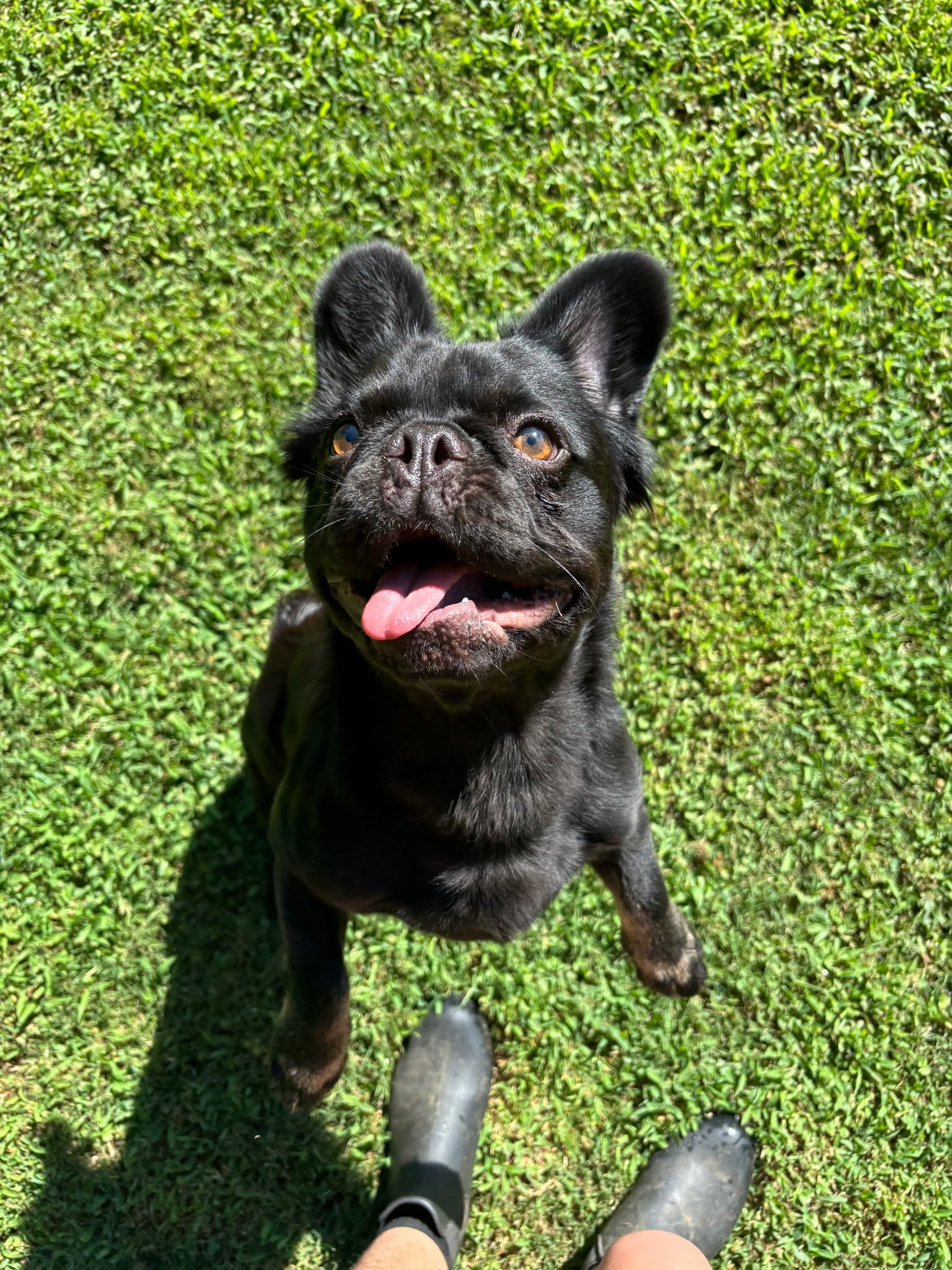 Rosie flopped in the grass with her tongue out