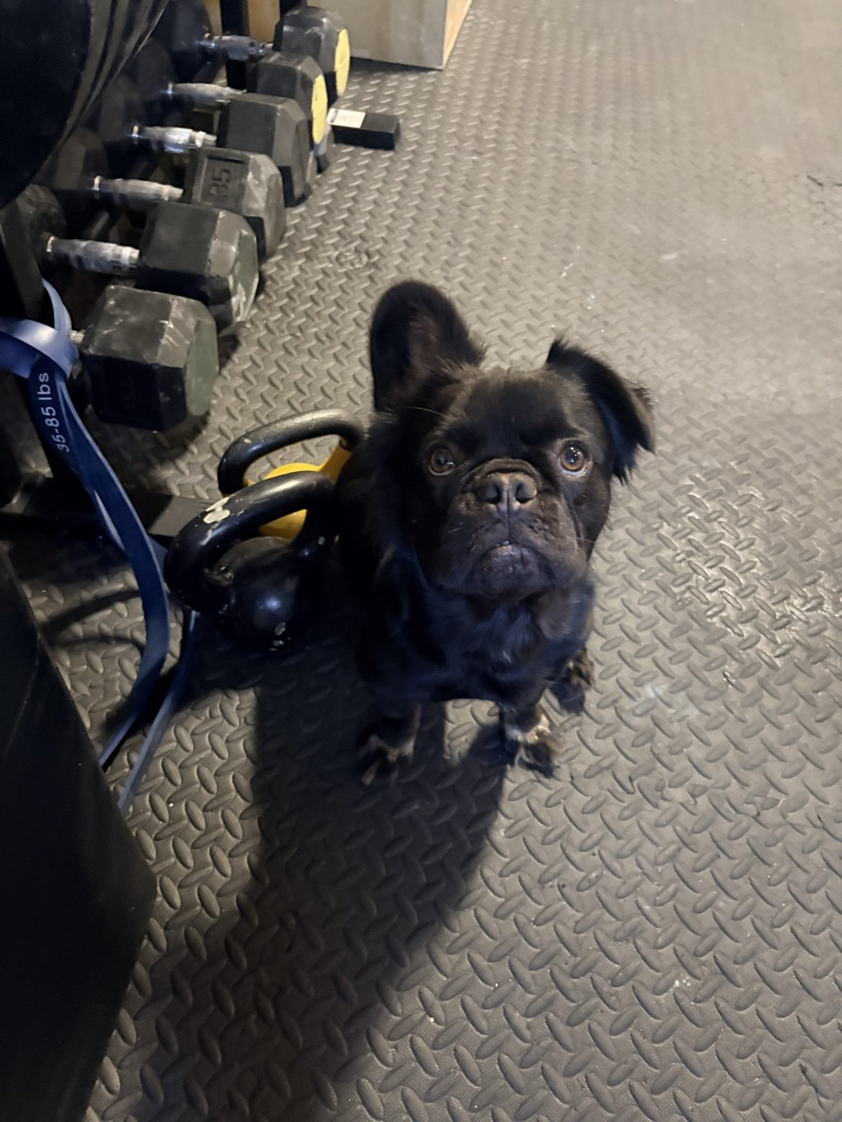Rosie sitting pretty next to the dumbbell rack