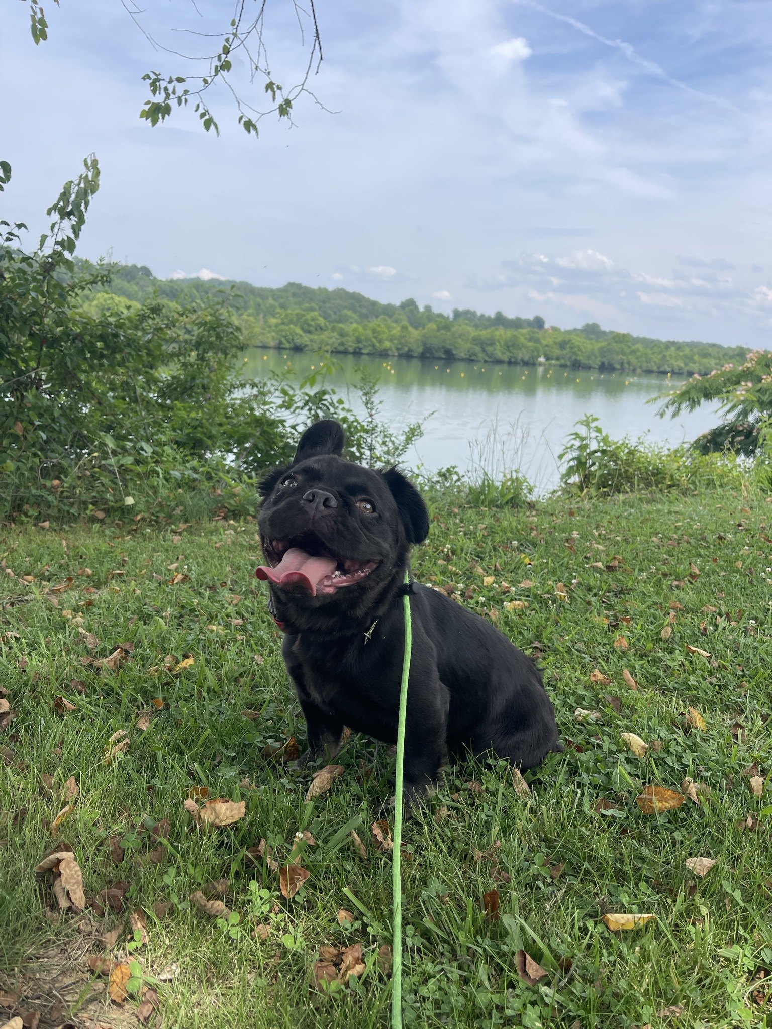 Rosie sitting in the grass by the lake