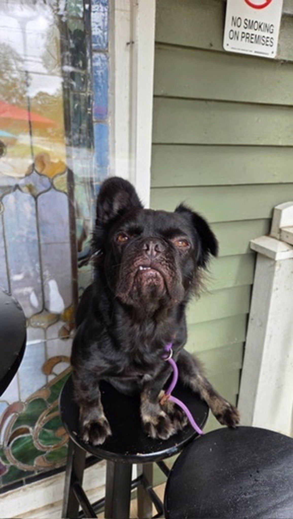 Rosie on a porch stool by the stained glass at Lazy Guy Distillery