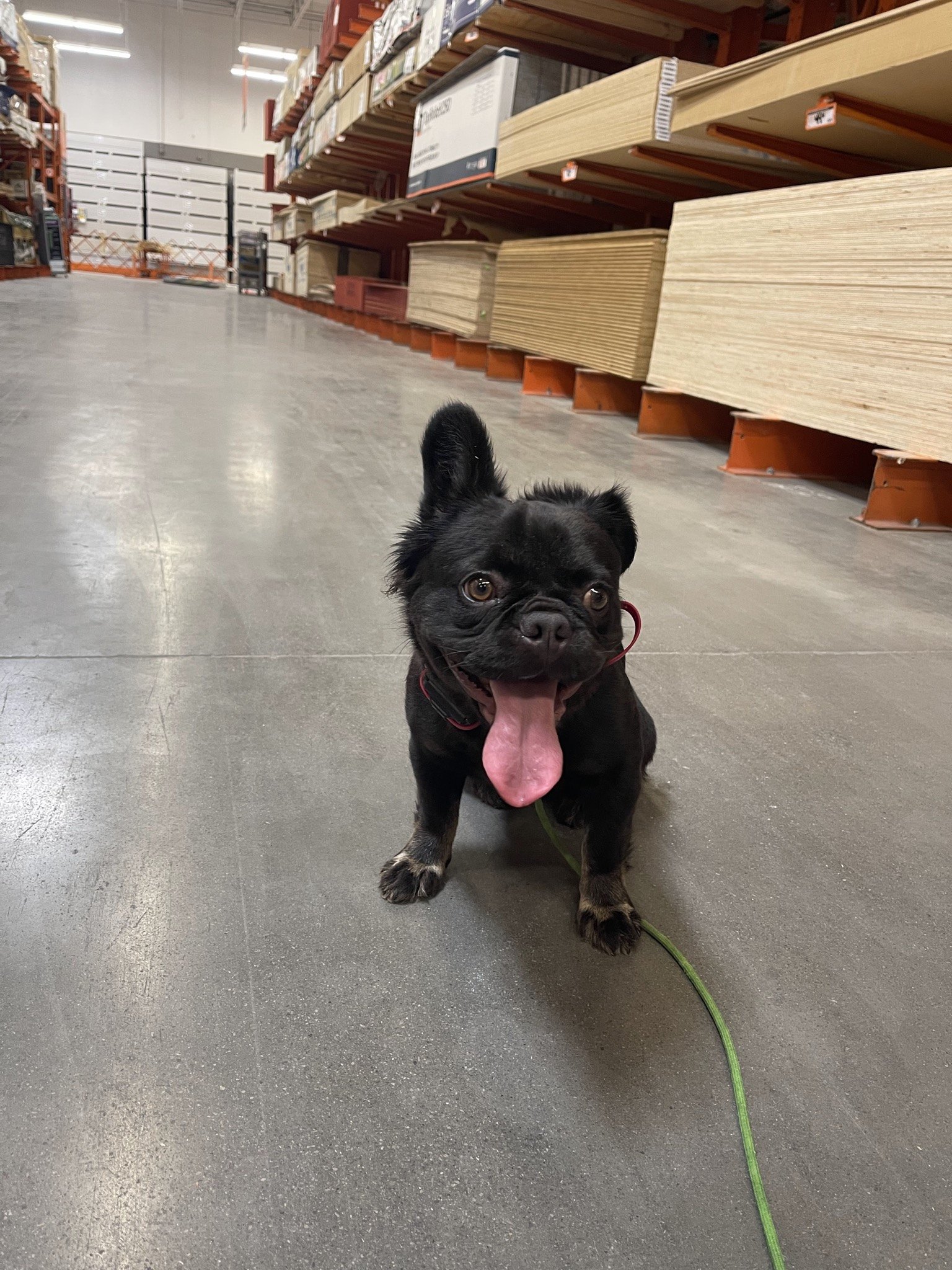 Rosie, tongue out, in the middle of a lumber aisle