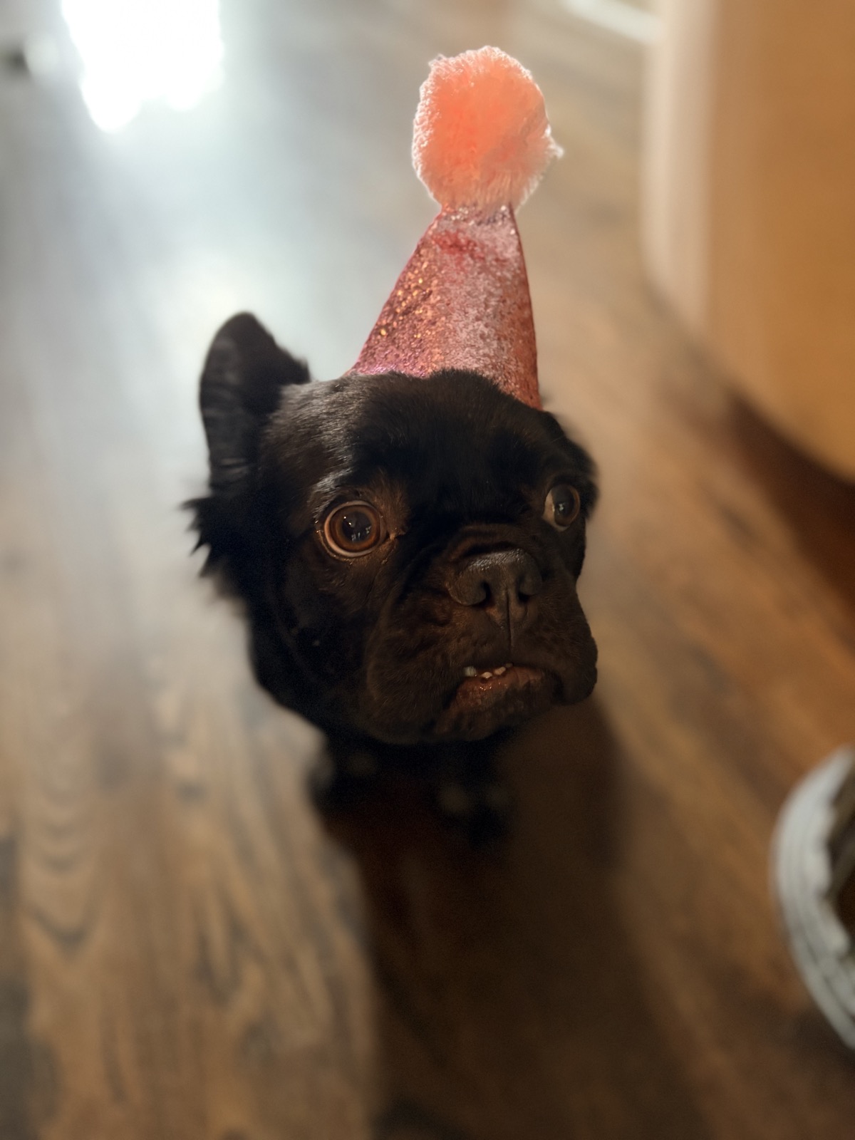 Rosie, dressed for the occasion as usual