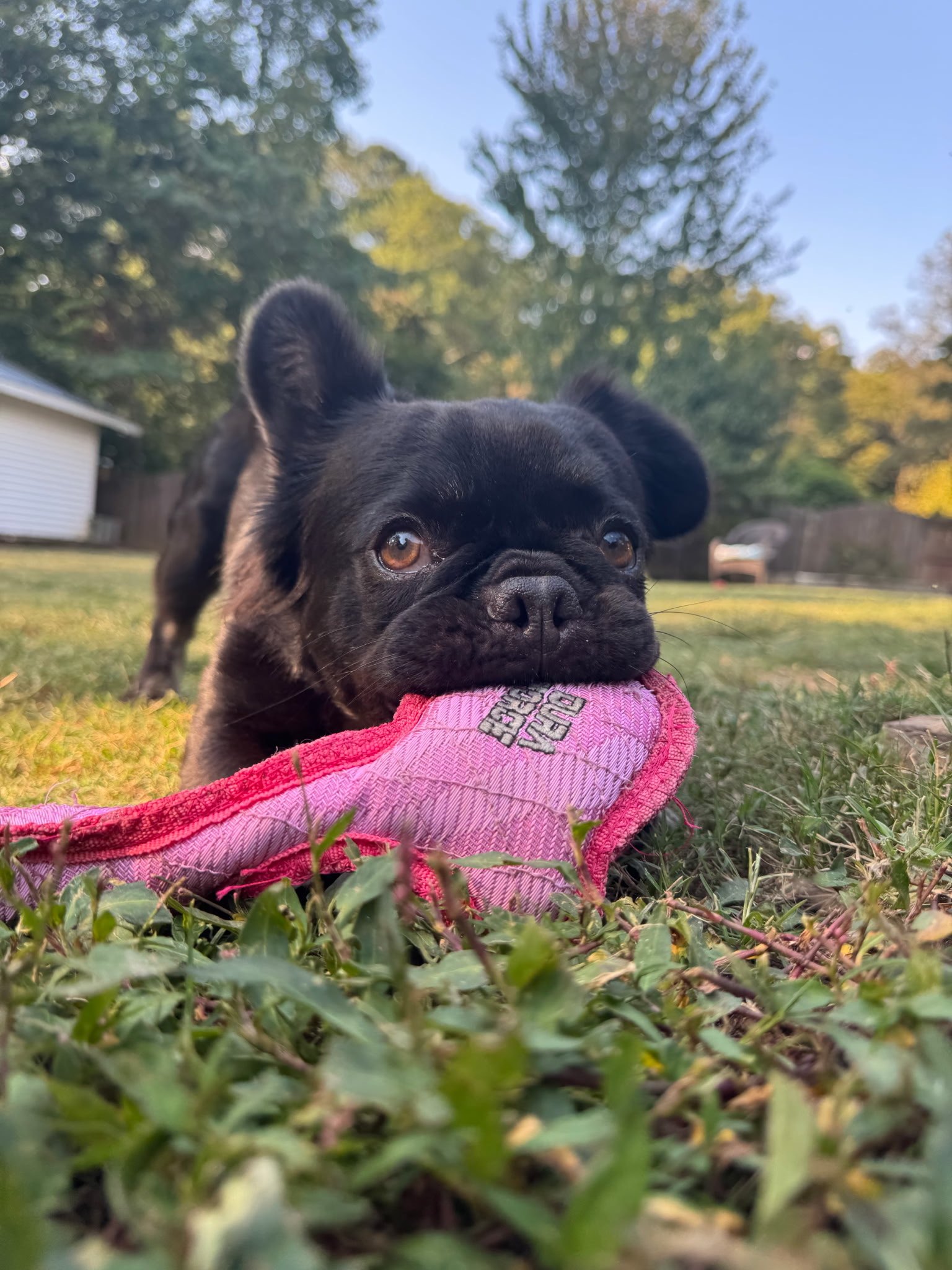 Rosie guarding her pink toy in the grass