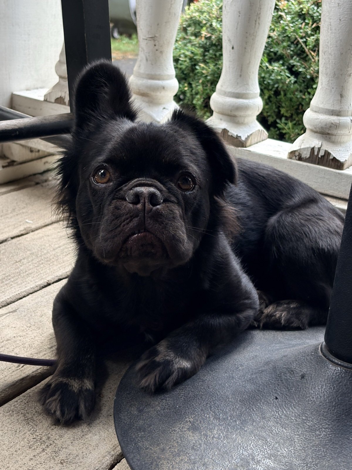 Rosie stretched out on the porch boards
