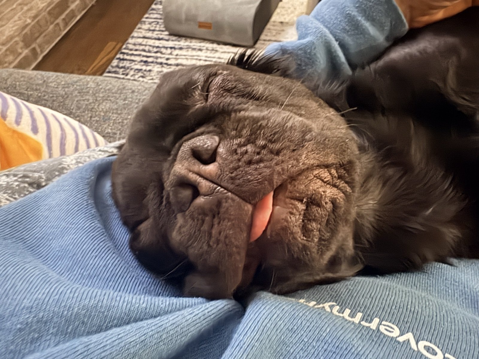 Rosie, fully asleep with her tongue out