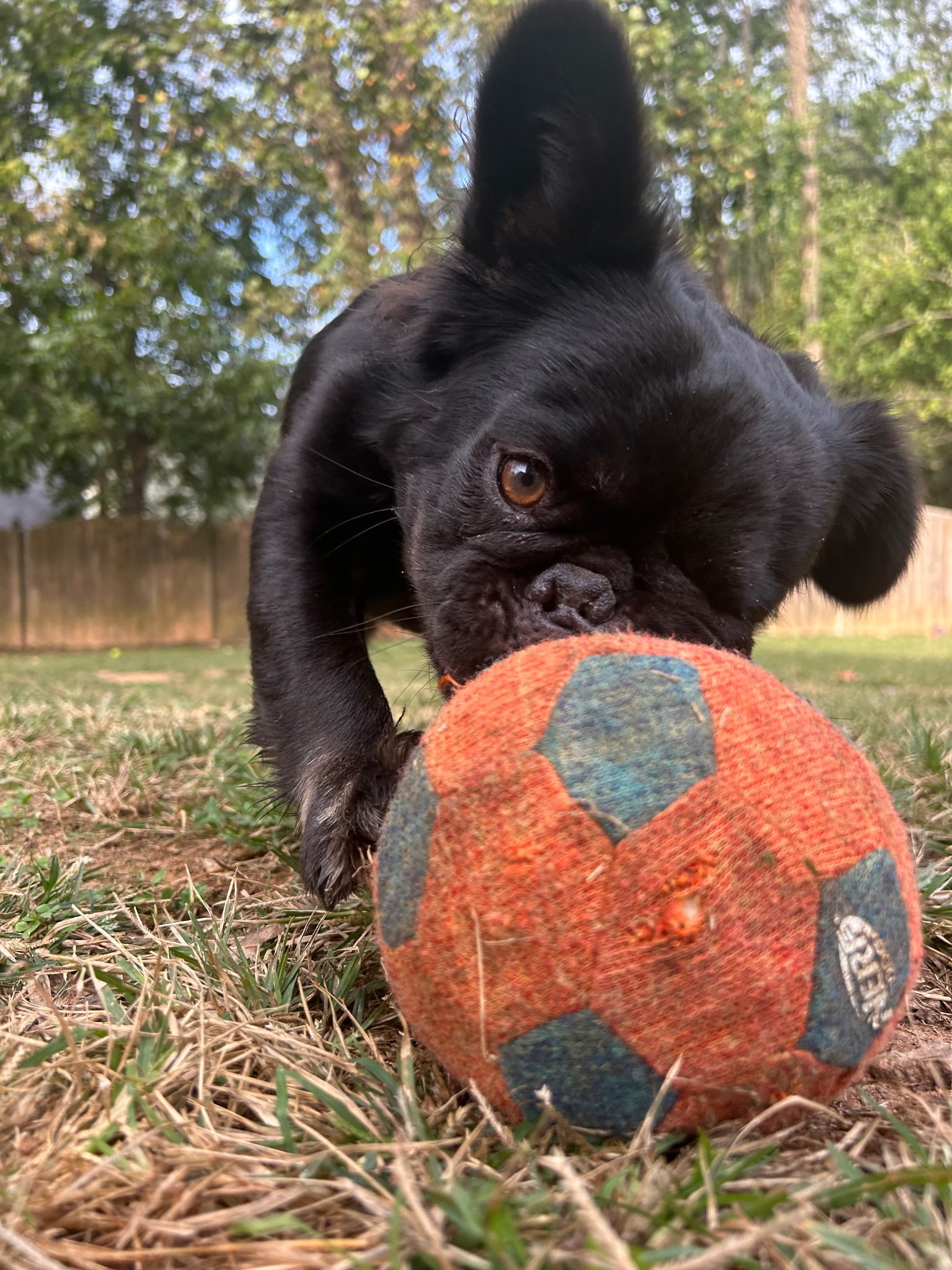 Rosie nose-down on a soccer ball in the yard