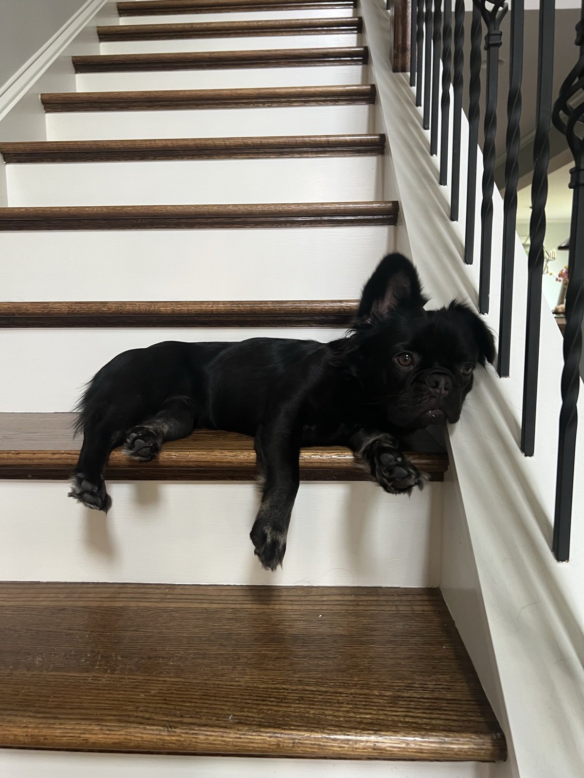 Rosie draped across the staircase like she owns it